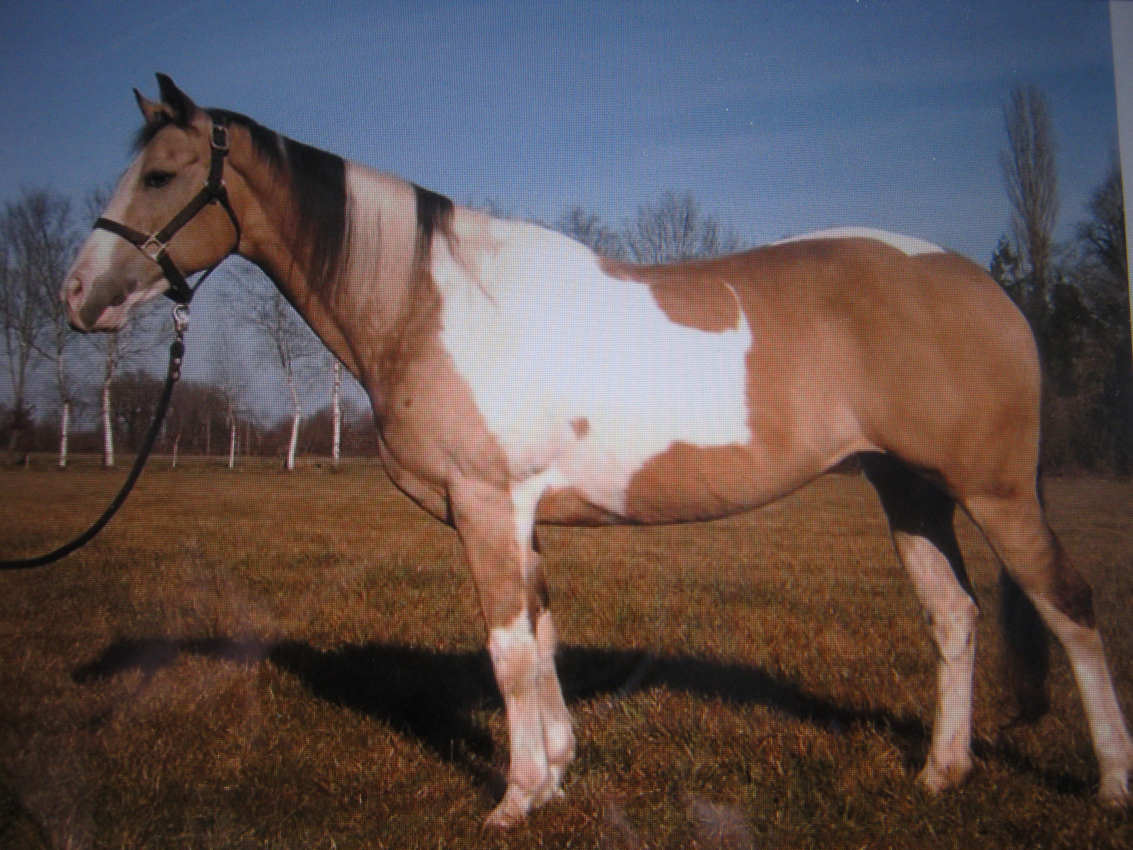 Te koop Amerikaanse paint merrie buckskin tobiano | Bokt.nl