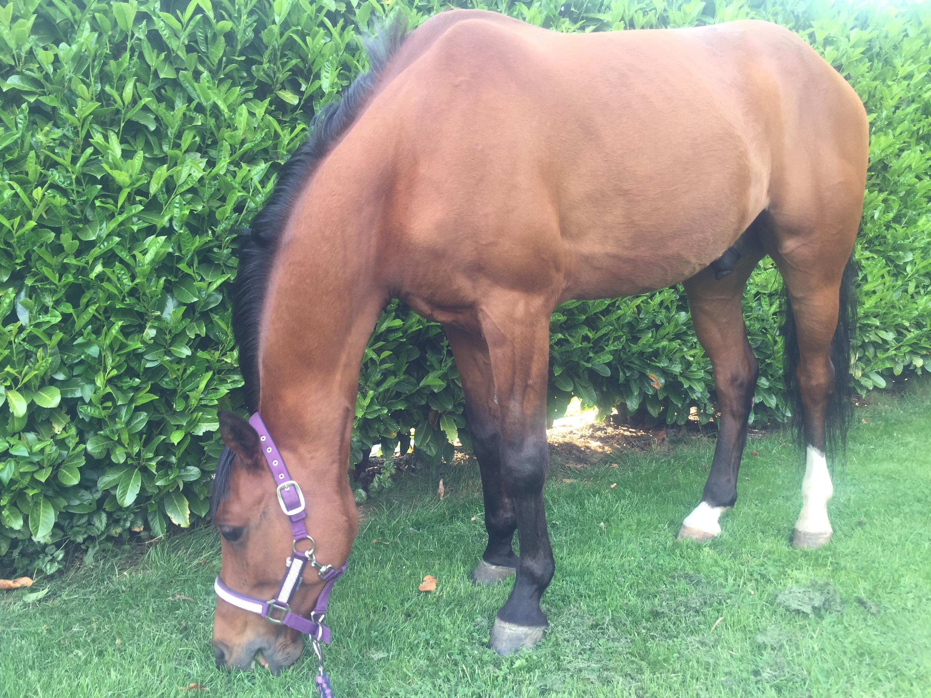 Talentvolle Dpony te koop!!!! Bokt.nl