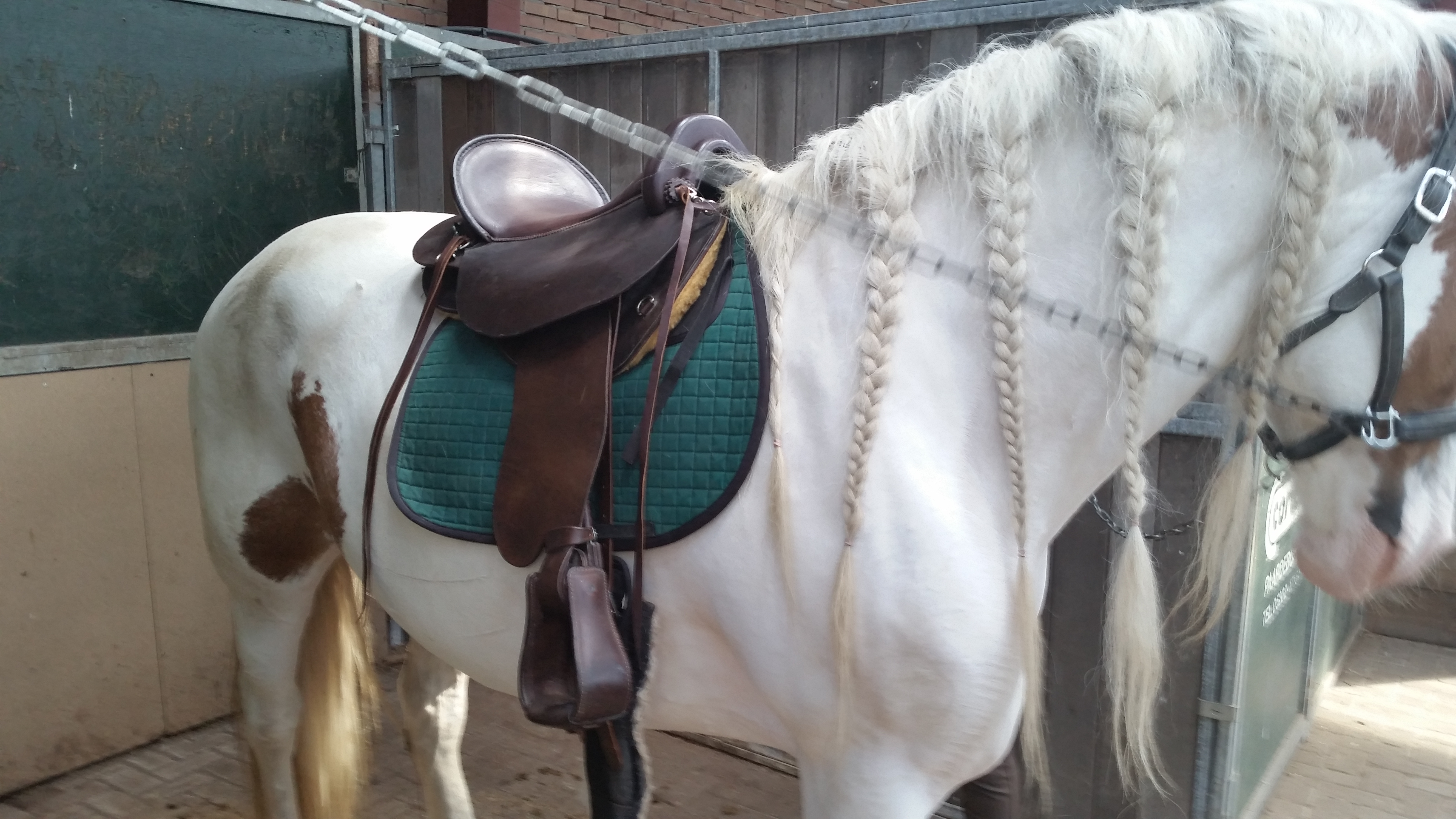 Echt Lammfell Gurtunterlage Dunkelbraun - Für Ultraflex Bauchgurte Von Deuber