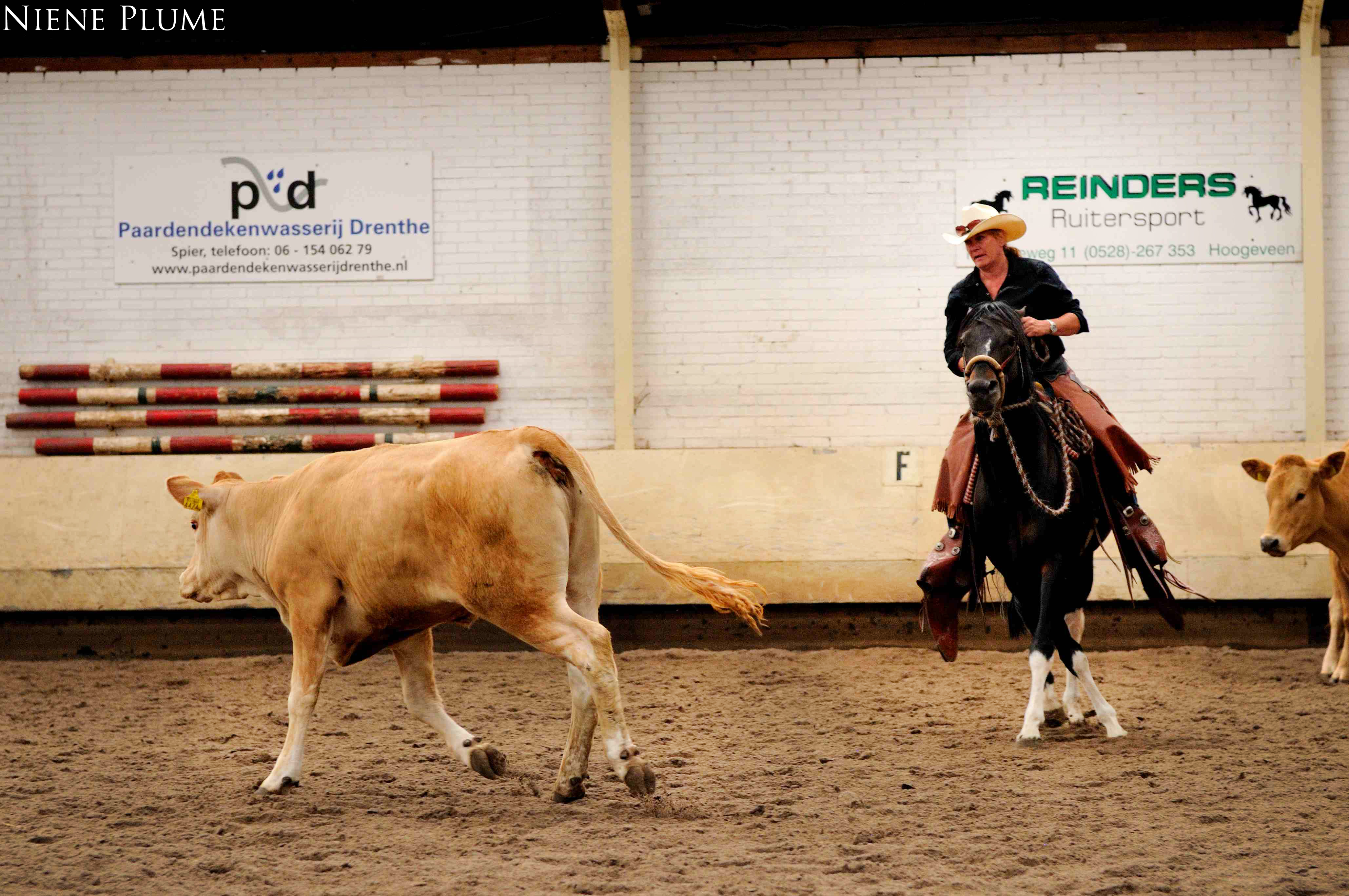 3daagse clinic Cowwork drywork/horsemanship met Jeff Sanders Bokt.nl