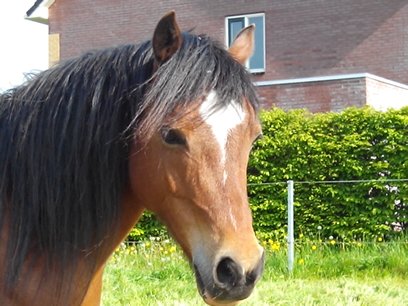 Vaarwel patroon terugbetaling Leuk voorwaartse welsh b pony te koop | Bokt.nl