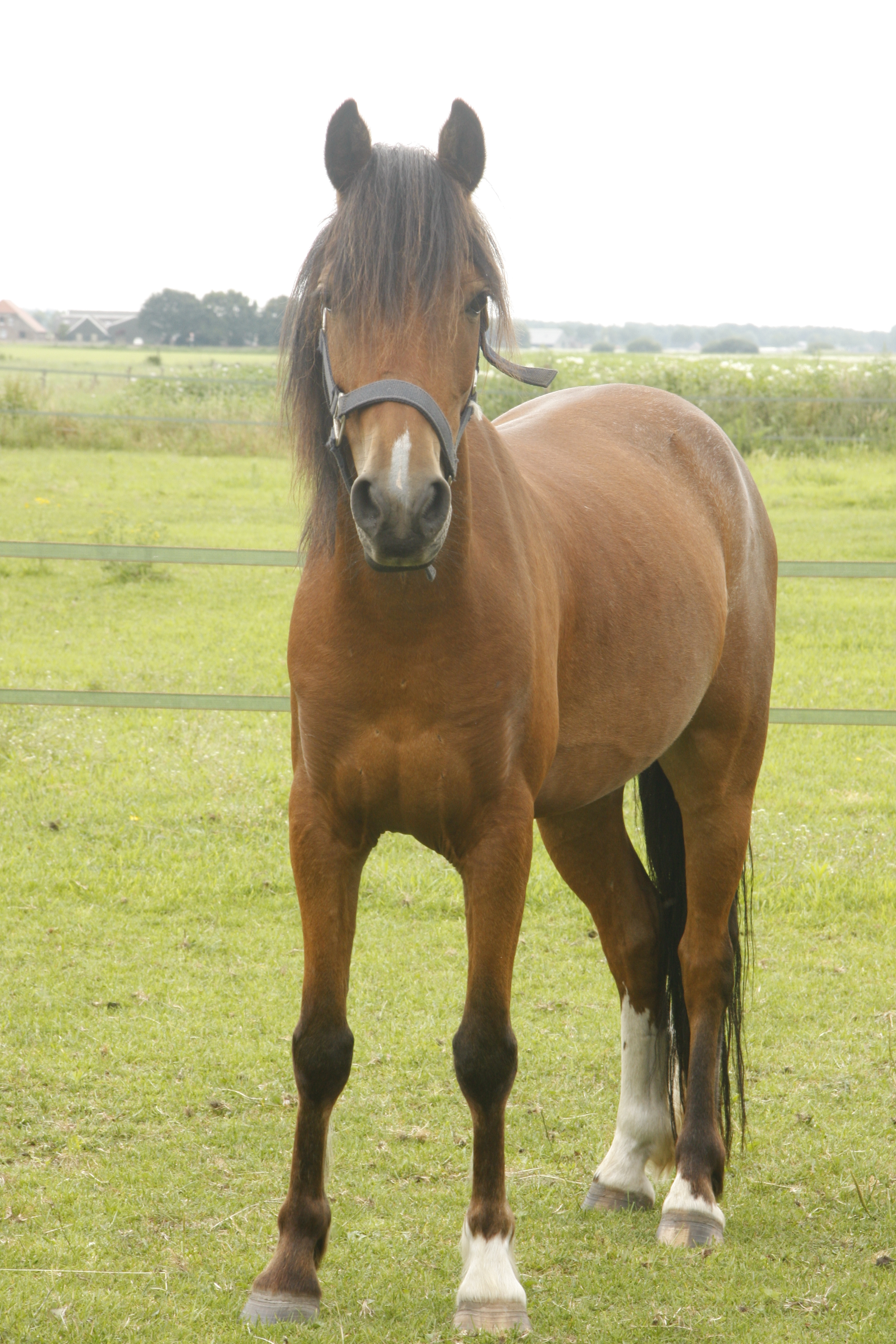 Lieve B Pony (incl. Zadel En Hoofdstel) | Bokt.nl