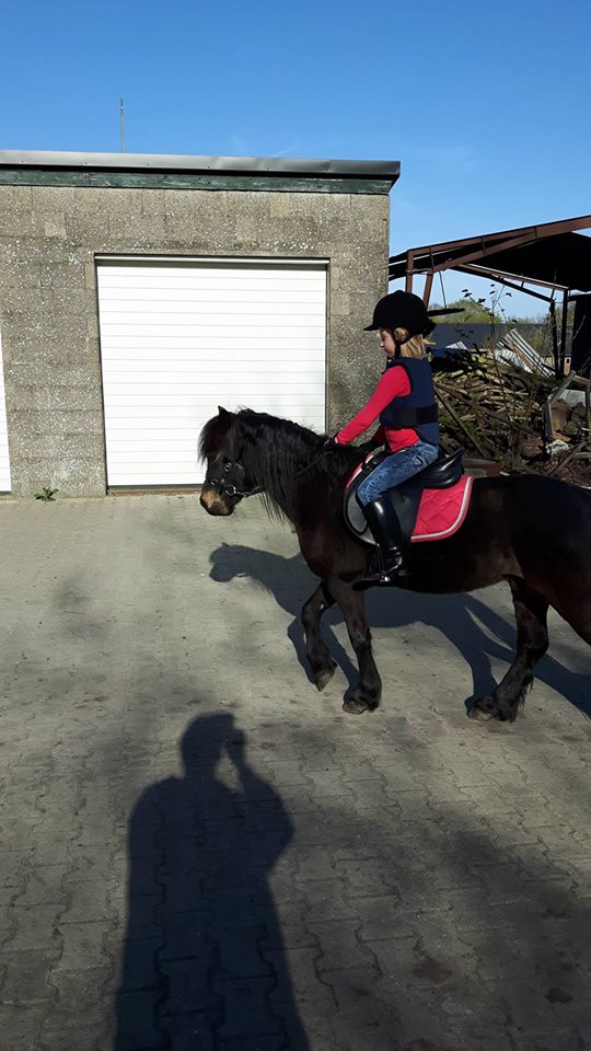 Super mooie Dartmoor pony te koop aangeboden Bokt.nl