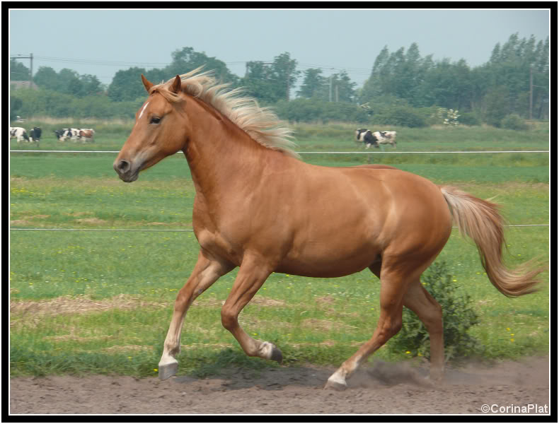 7 jarige haflinger x quarter merrie Bokt.nl