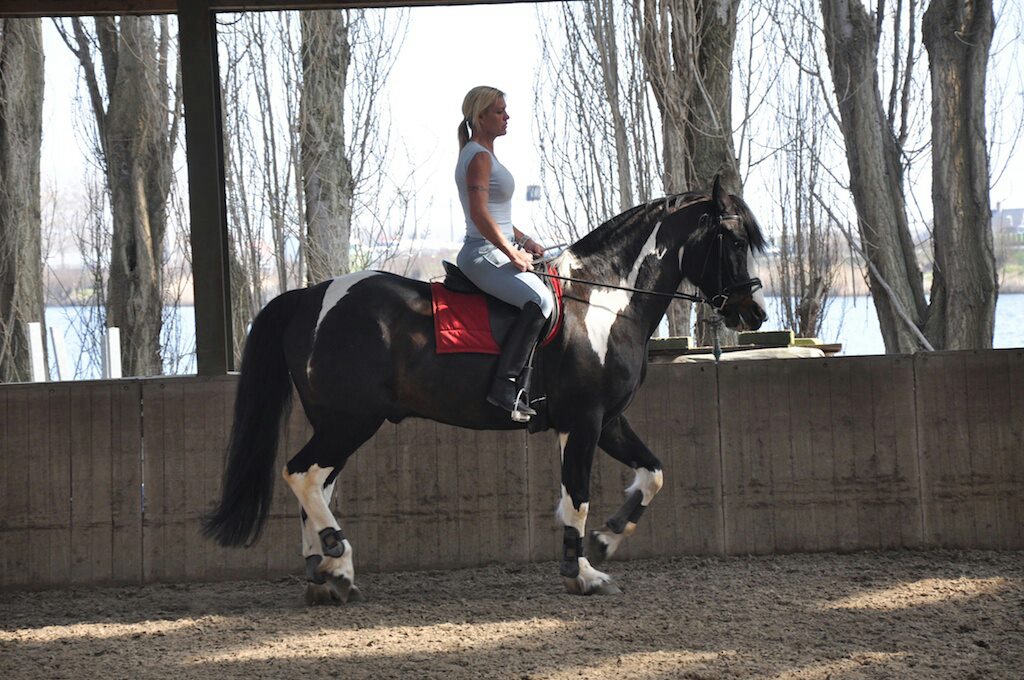 Caroline Bermad ethisch Super braaf bomproof recreatie paard te koop 1.73 mtr | Bokt.nl