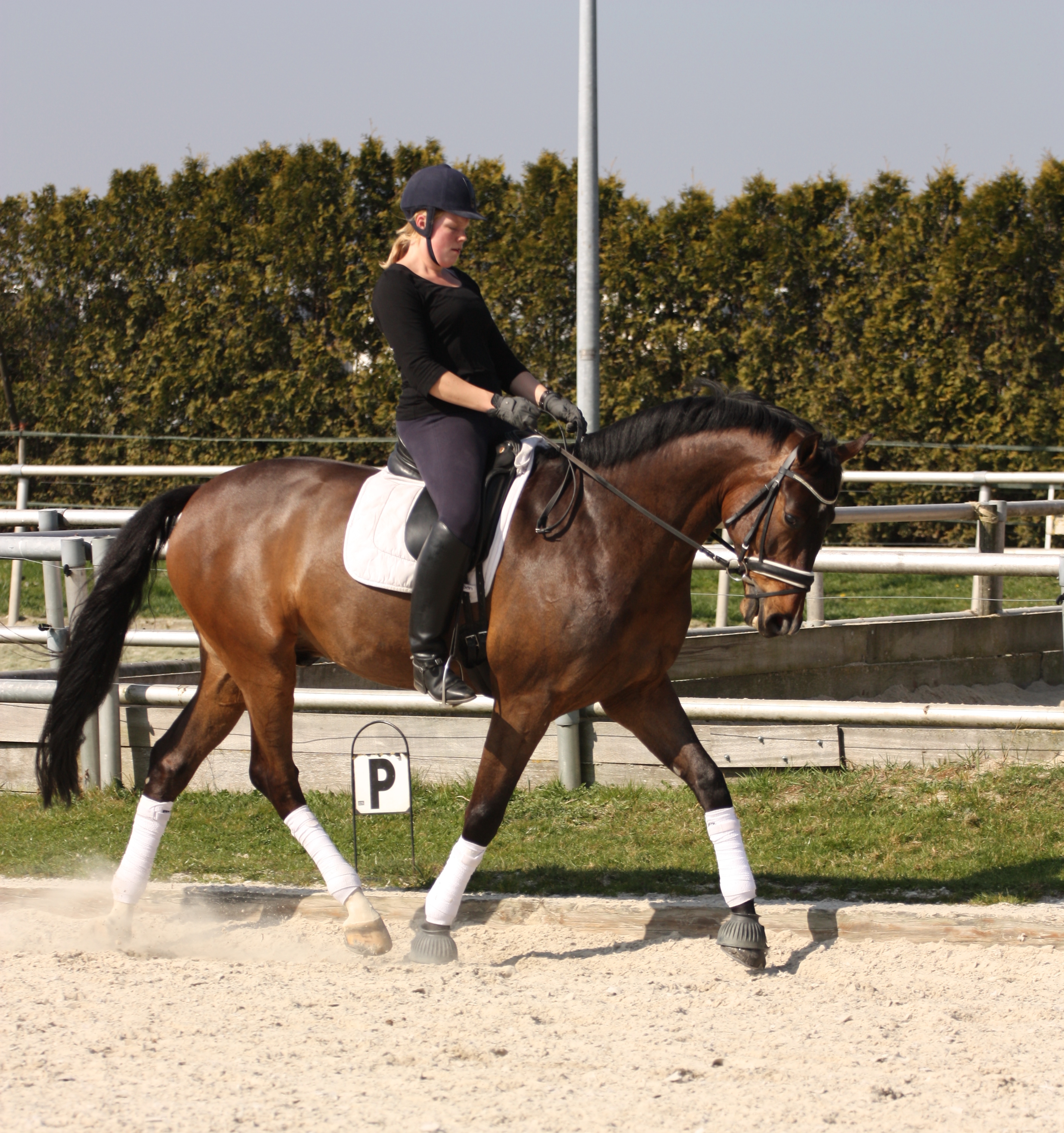 Z dressuur amazone voor training en/of begeleiding! Bokt.nl