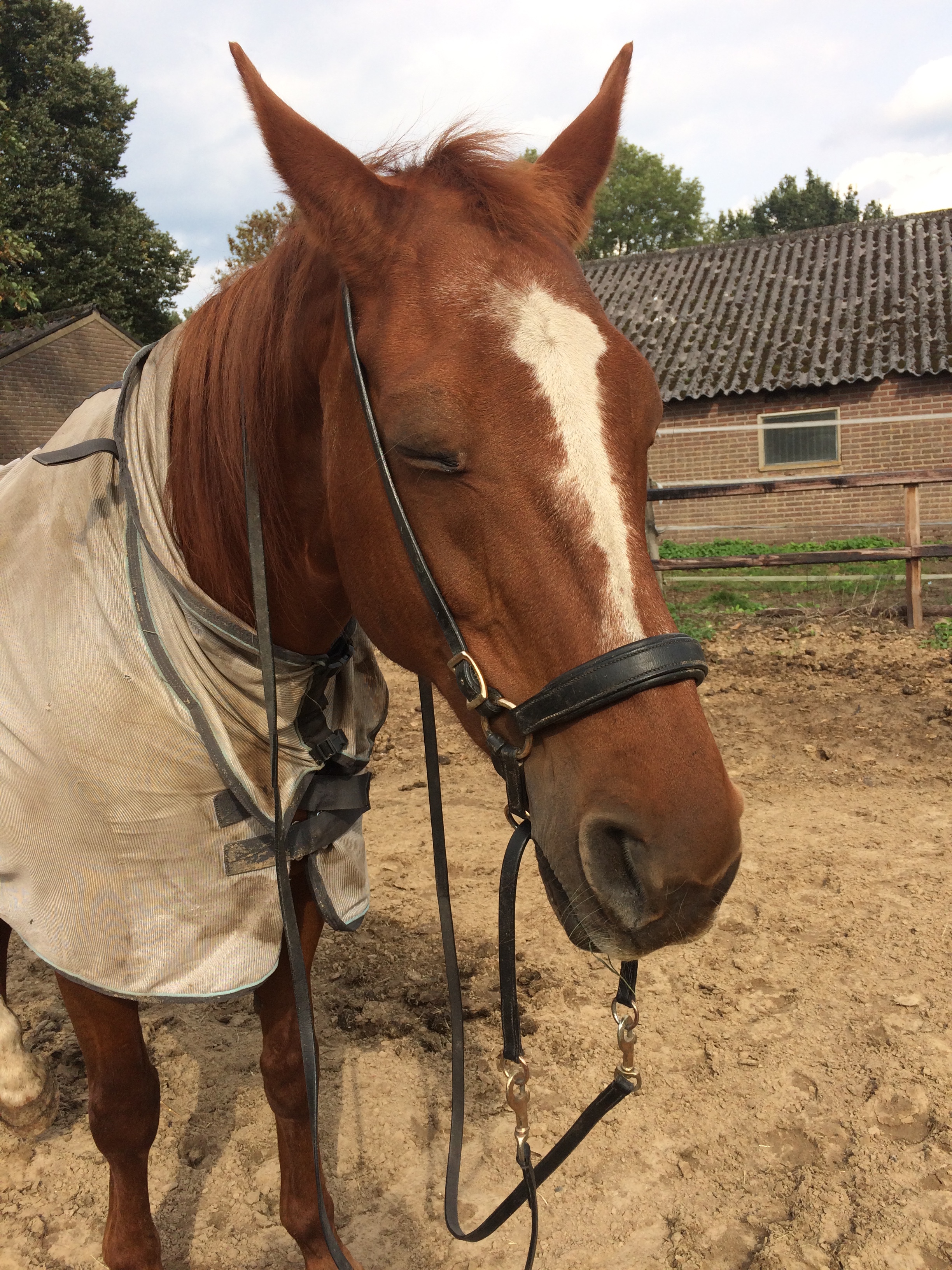 Bitloos Hoofdstel QHP Anatomical Zwart - Eppleck