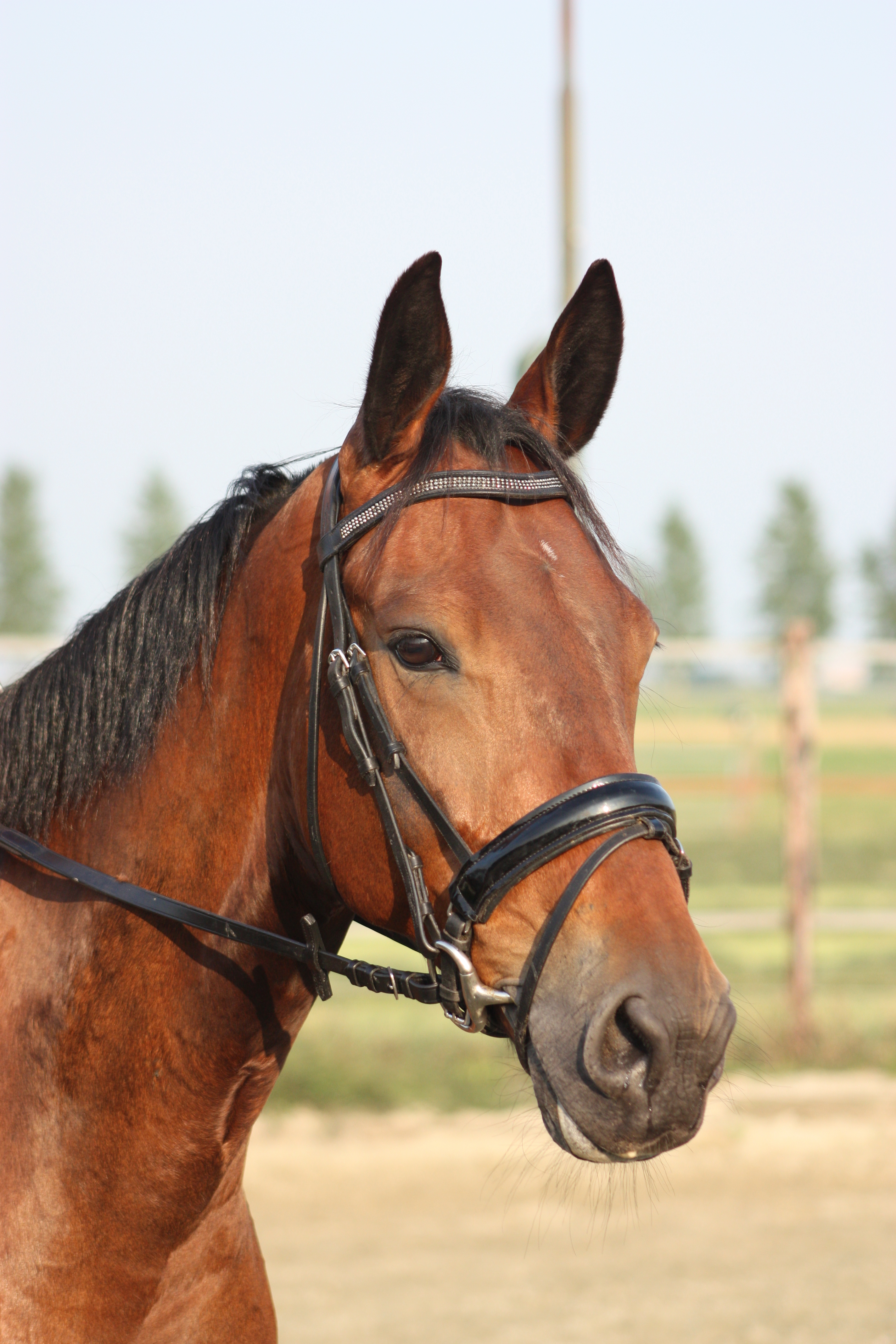 Allround braaf gezin/ recreatie paard. GERESERVEERD | Bokt.nl