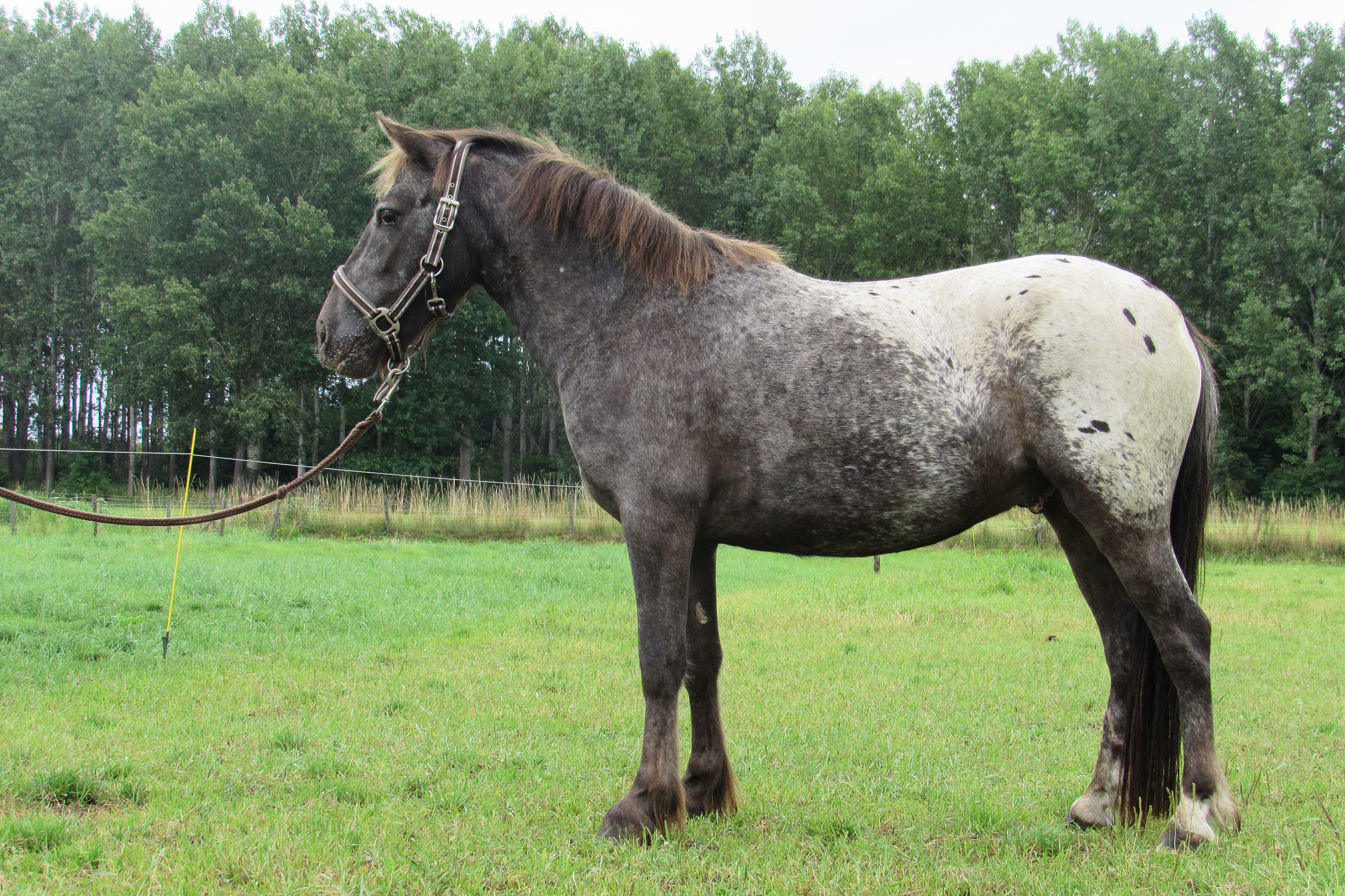 dikte Geschatte winter Stoere sjabrak bonte appaloosa B pony | Bokt.nl