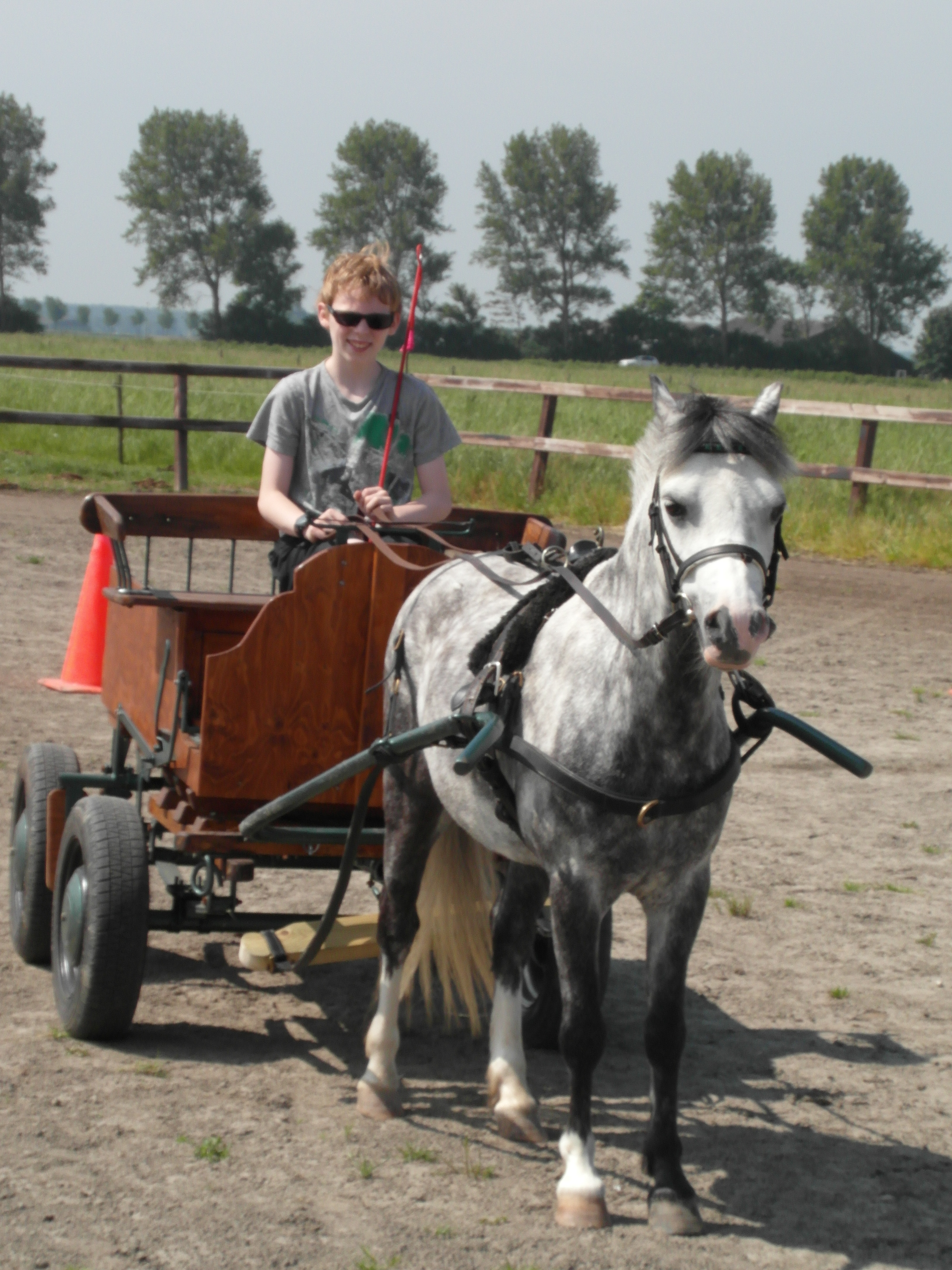 Mooie Welsh B Pony Te Koop | Bokt.nl