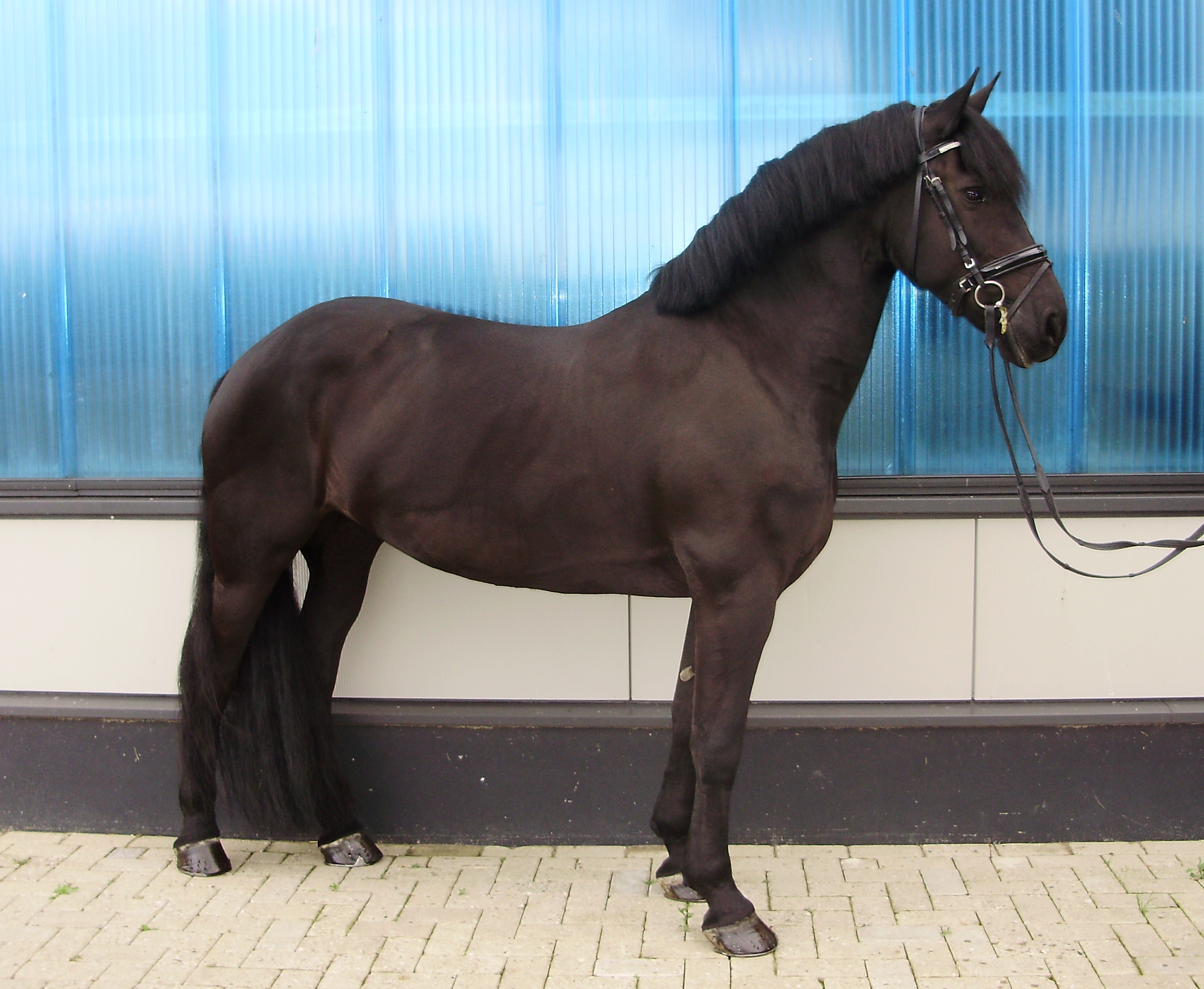 Friese merrie bereden en betuigd Bokt.nl