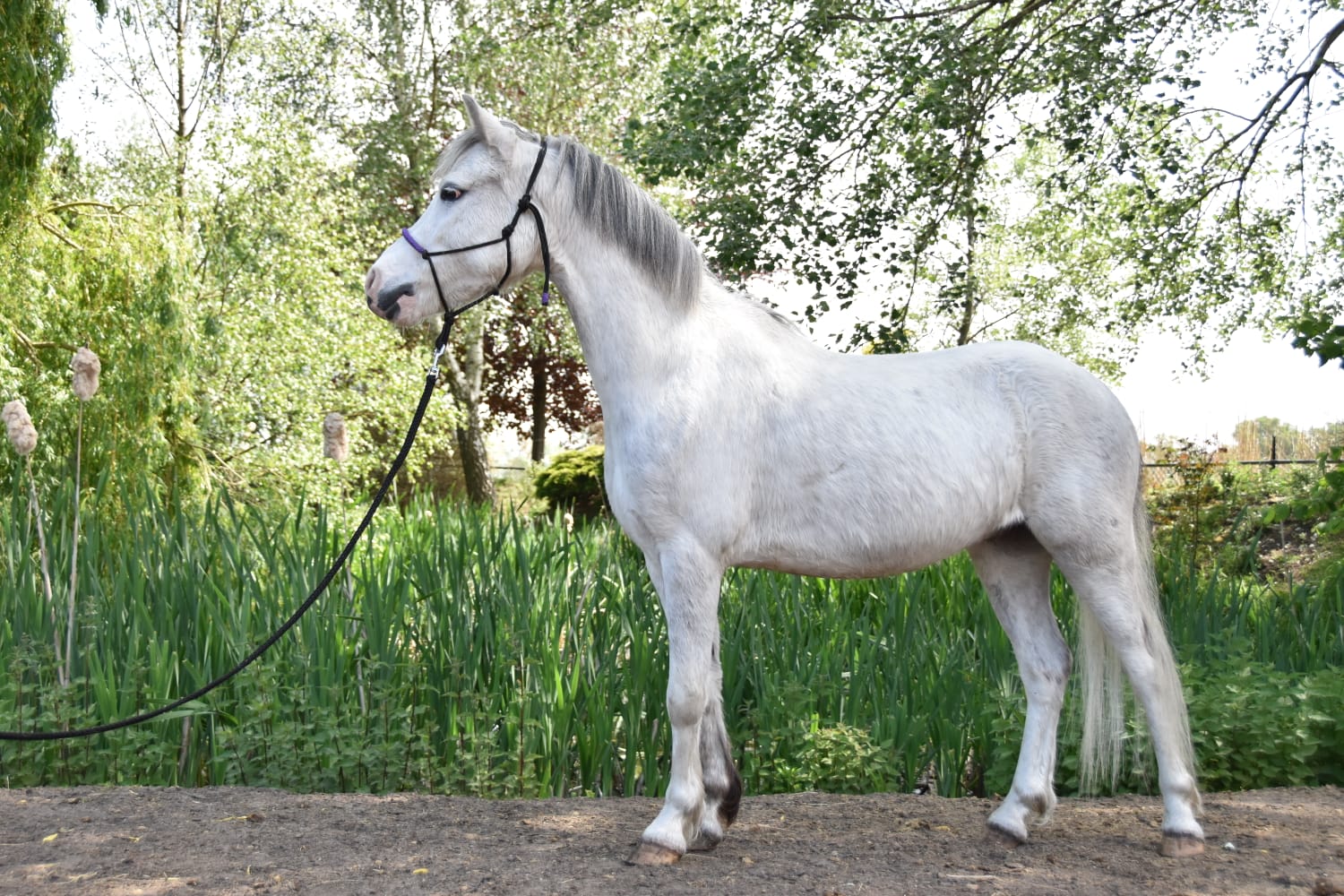 Geaccepteerd Betekenisvol loyaliteit 5 jarige Welsh pony te koop | Bokt.nl
