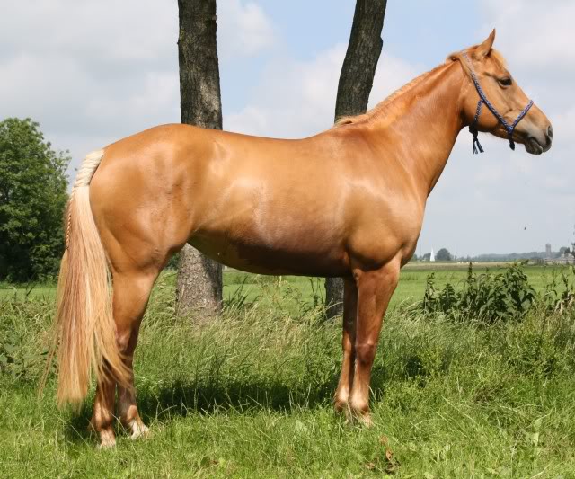 7 jarige haflinger x quarter merrie Bokt.nl