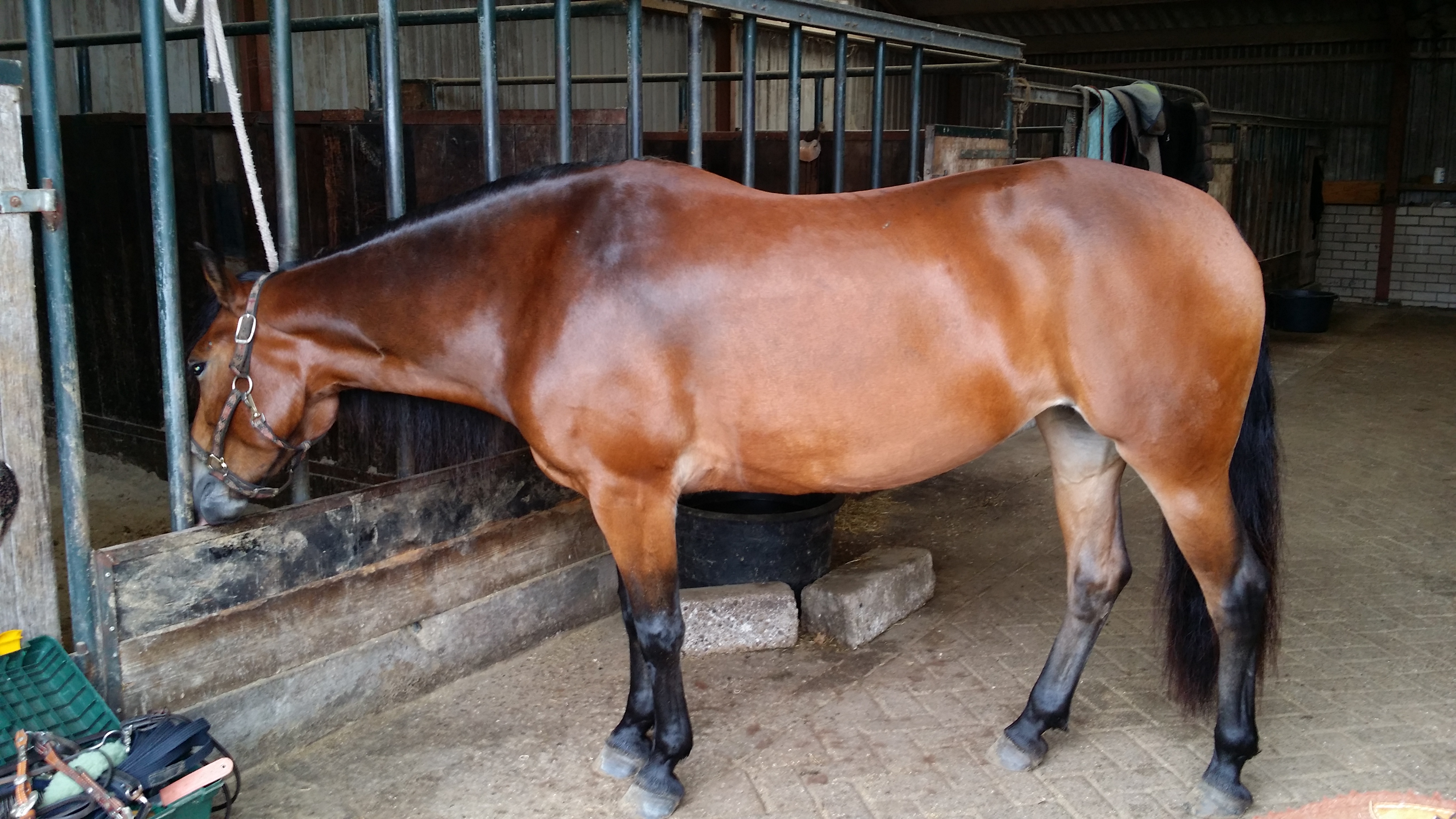 Quarter x haflinger Te koop Bokt.nl