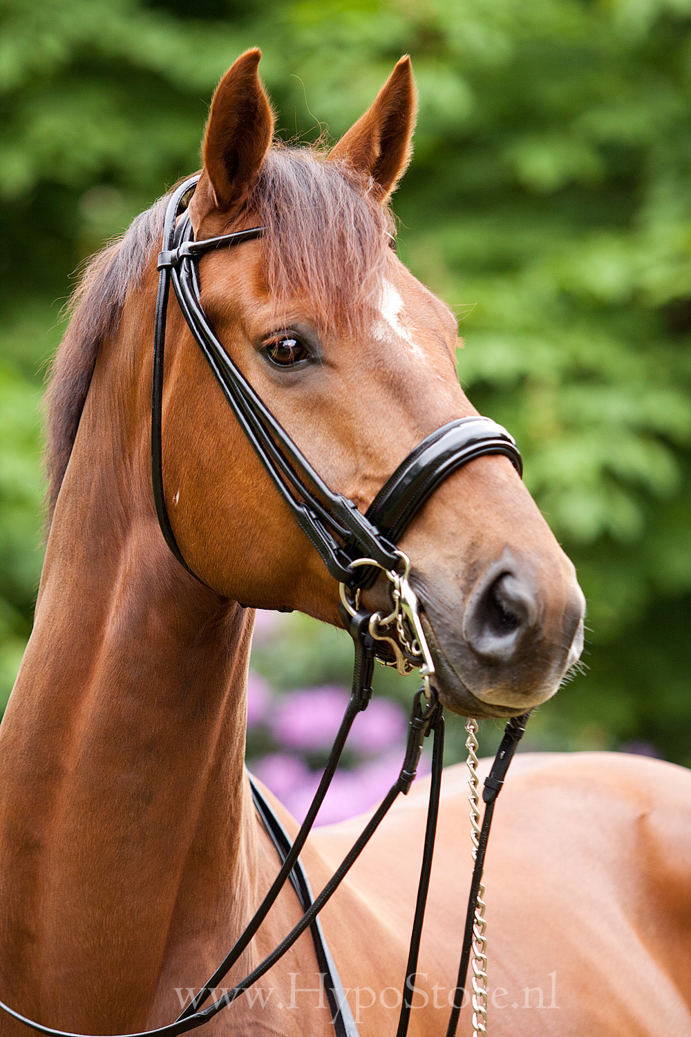 Equipride Gevlochten Hunter hoofdstel 2 brede neusriem Plus gevlochten teugels volledig zwart Equipride Gevlochten Hunter hoofdstel 2 brede neusriem Plus gevlochten teugels volledig zwart