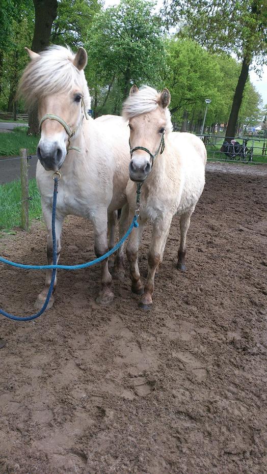 Fjorden Paarden Te Koop! | Bokt.nl