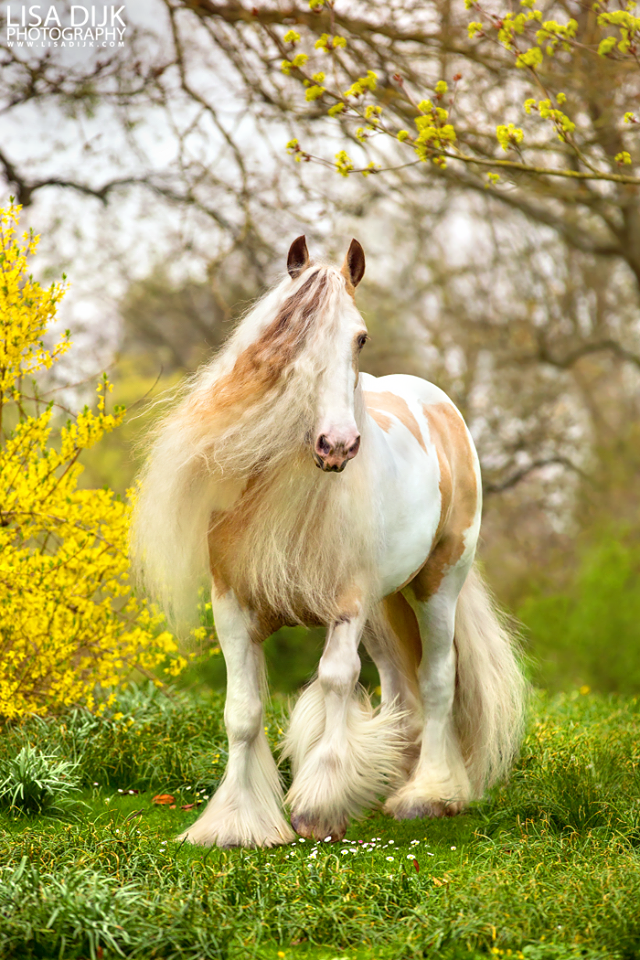 Silver Valk Irish Cob Tinker M2 (altijd bont veulen) | Bokt.nl