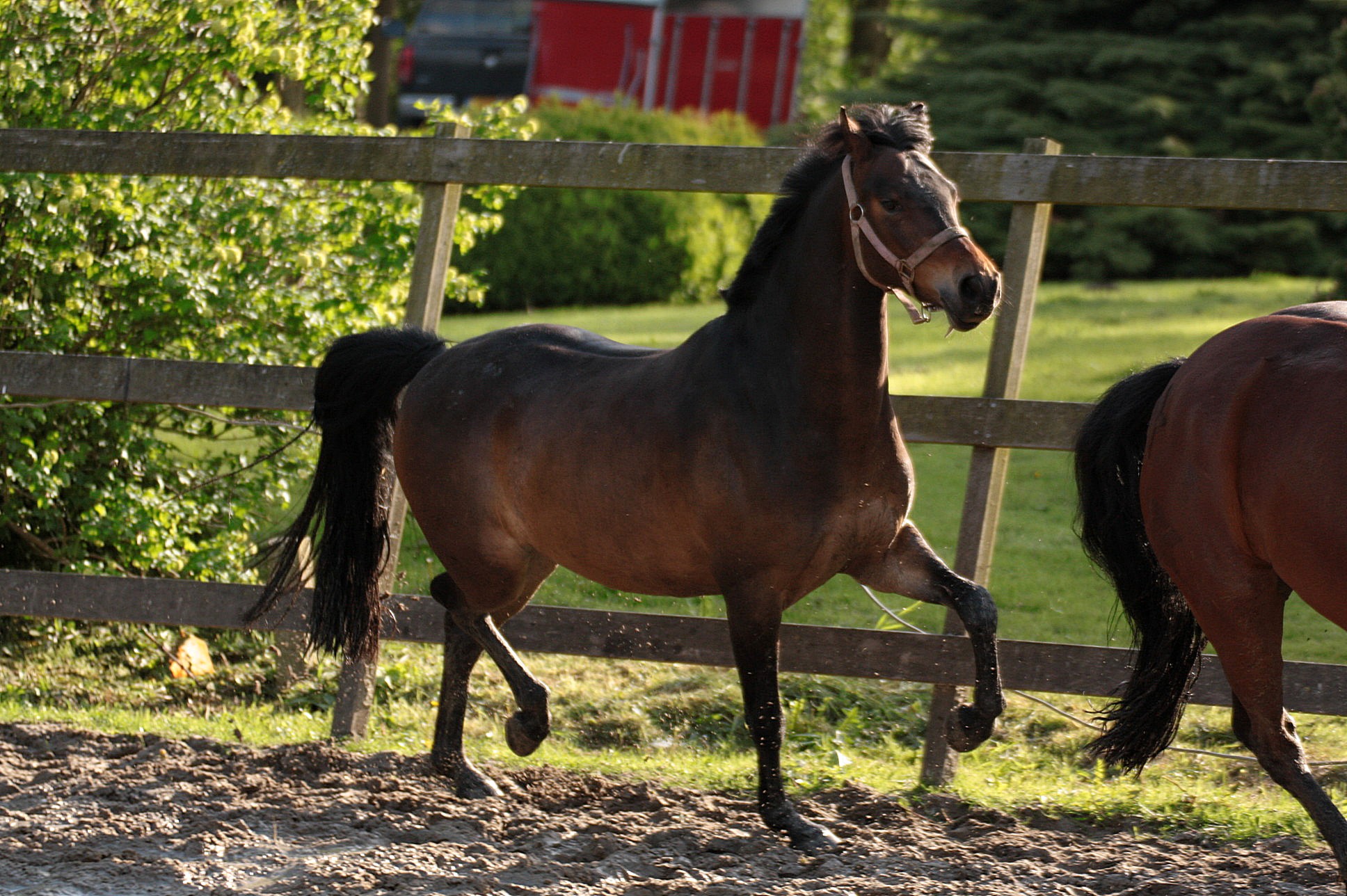 Dappere allround C pony te koop Bokt.nl