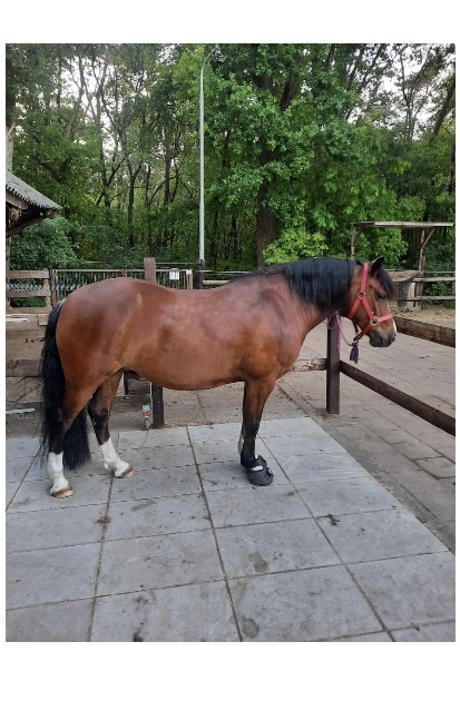 Allround Welsh Cob Pony Te Koop | Bokt.nl