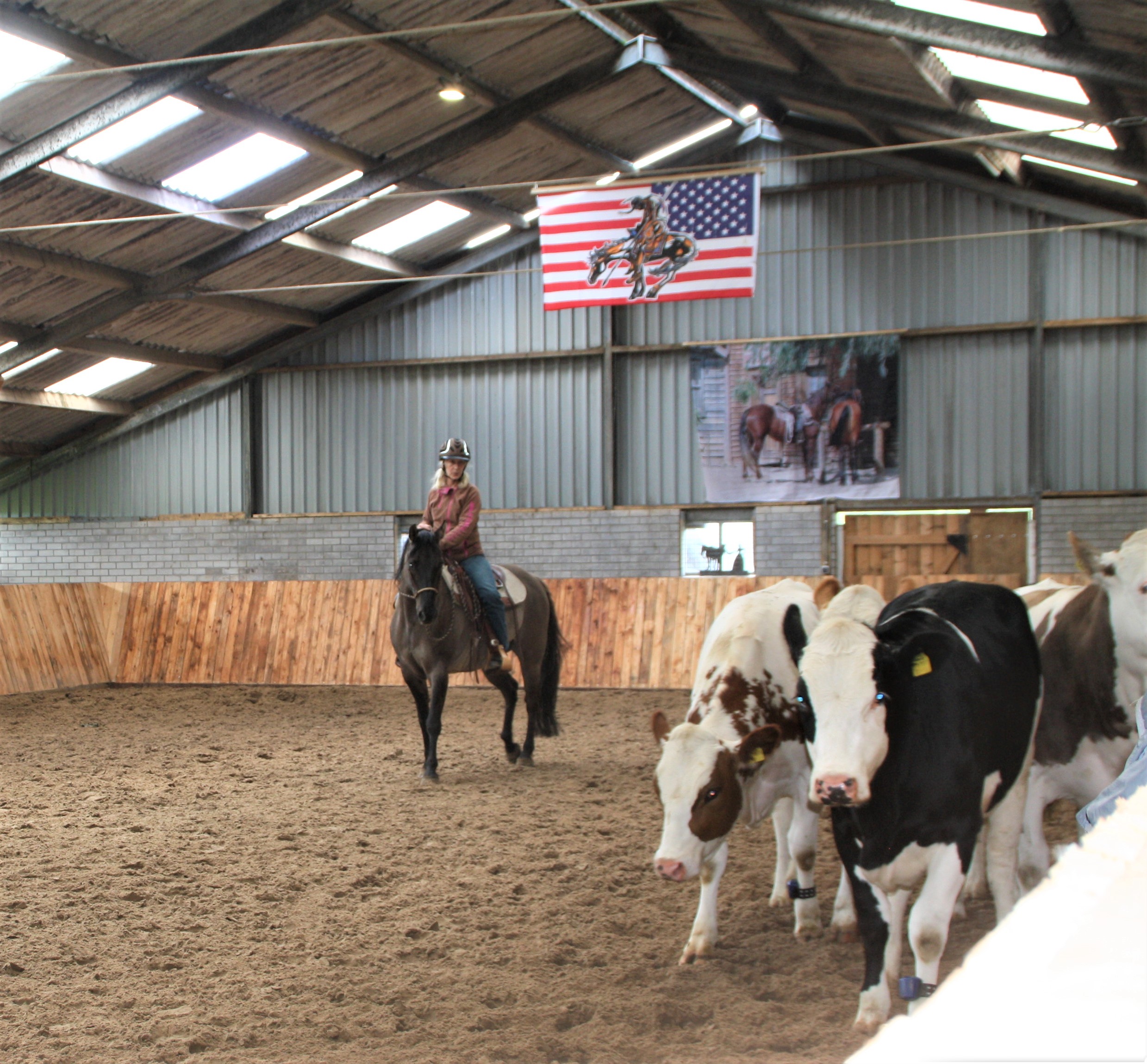 Clinic met Jeff Sanders, California Horsemanship en koeien Bokt.nl