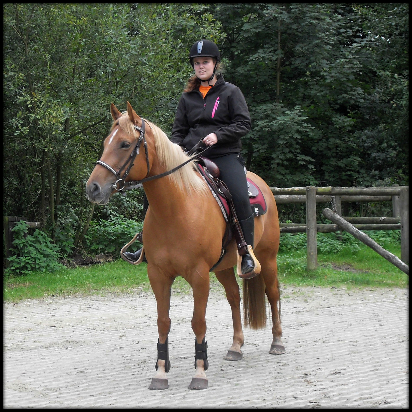 Te koop Veelzijdige 8jarige Quarter x Haflinger merrie Bokt.nl