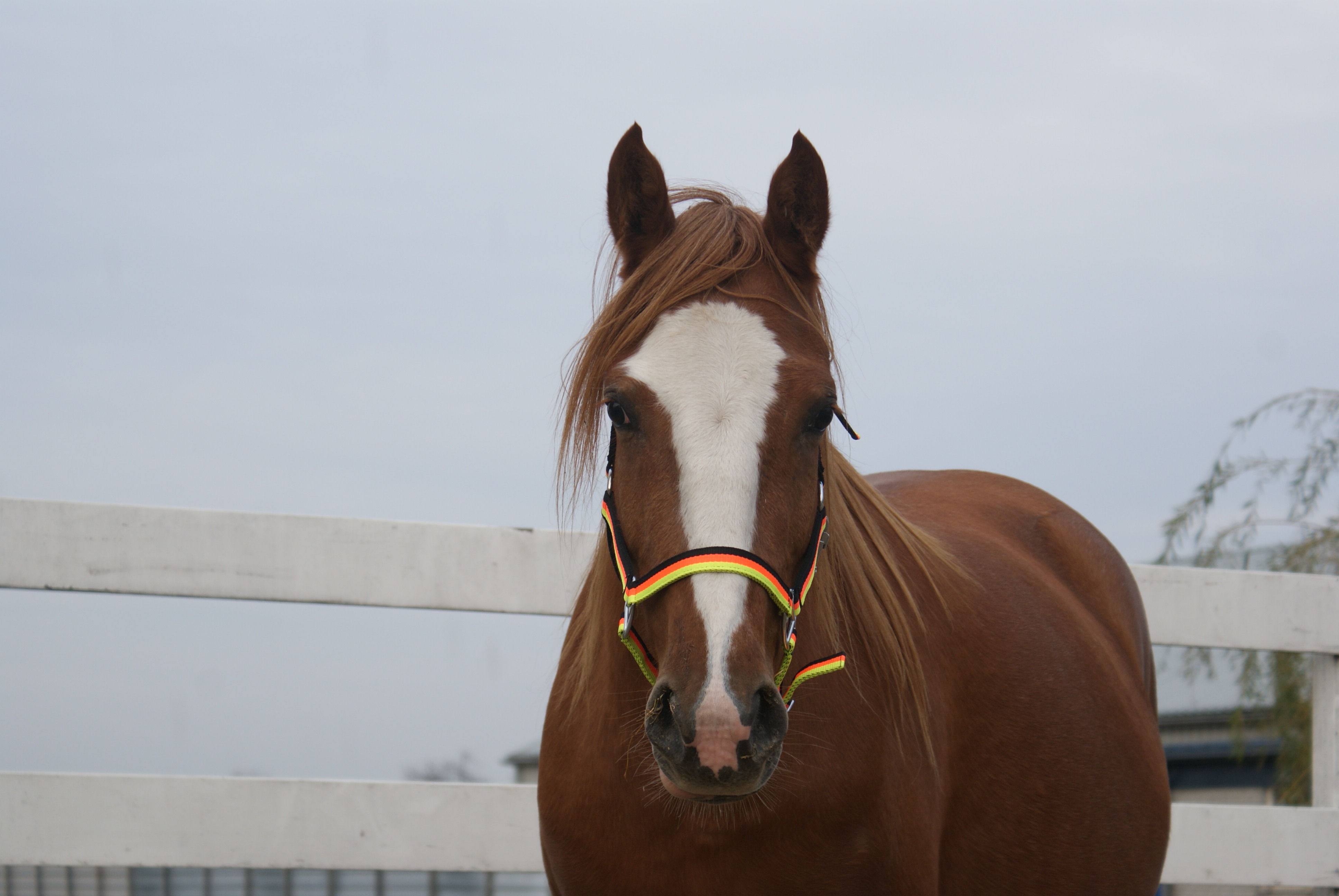 opschorten delicaat verder Super brave E pony merrie te koop. | Bokt.nl