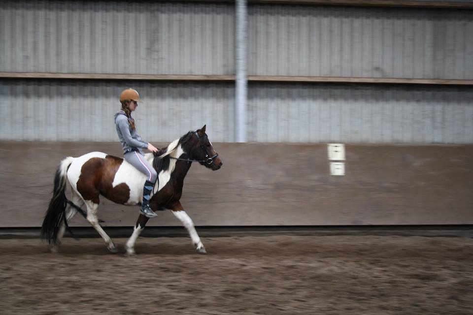 Mooi Getekende En Zeer Lieve Grote Bonte D Pony Merrie Boktnl