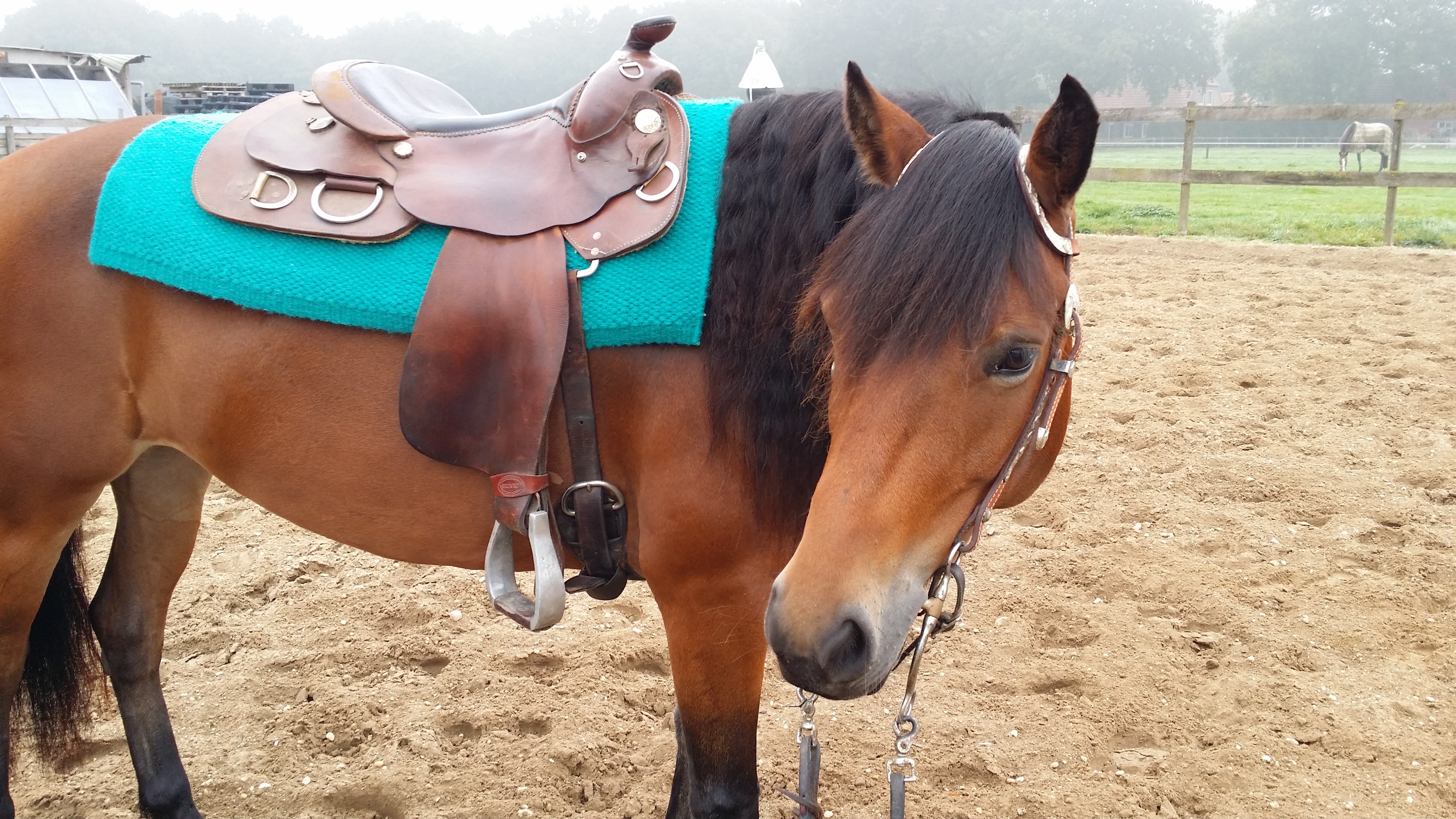 Quarter x haflinger Te koop Bokt.nl