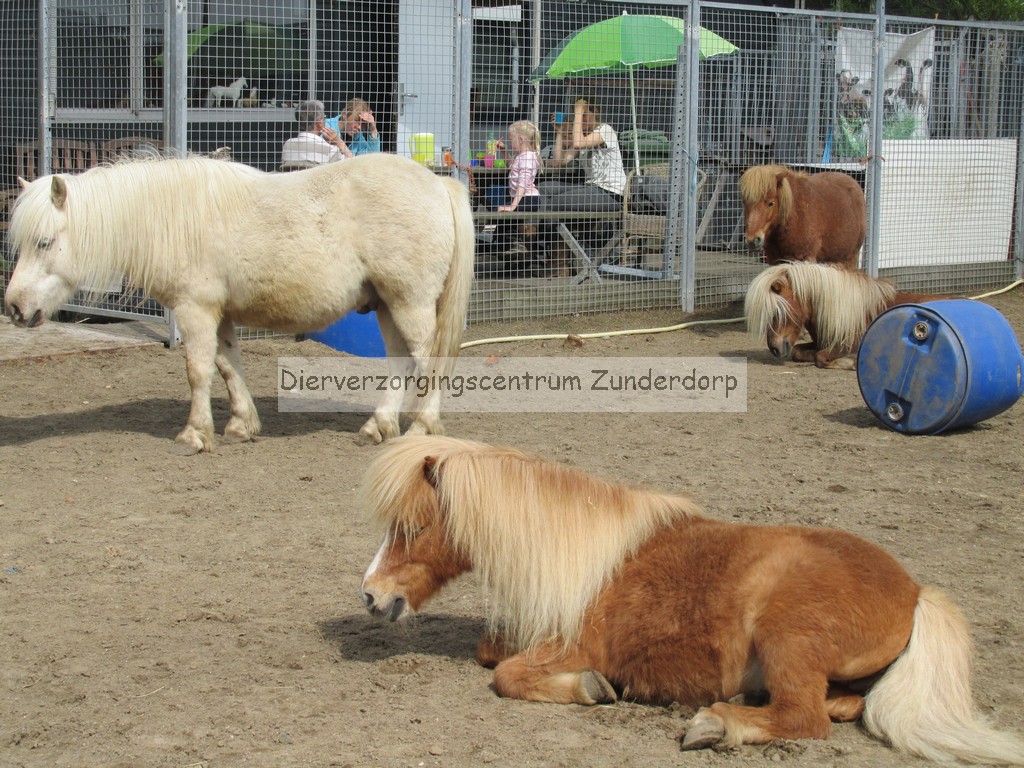 Dierverzorgingscentrum Zunderdorp zoekt ........ | Bokt.nl