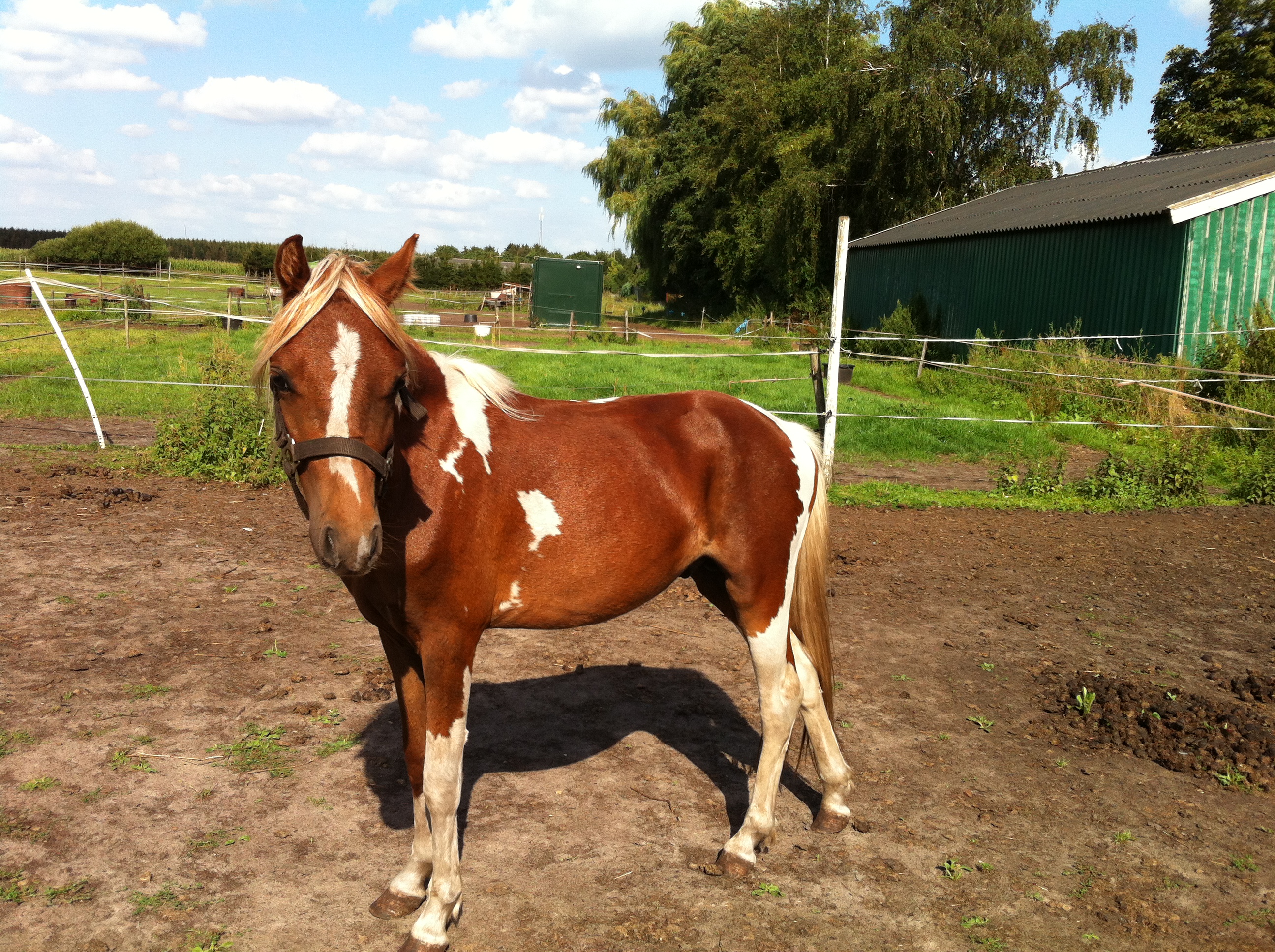 Lieve, Mooie Bonte 2 Jarige Welsh B Hengst | Bokt.nl