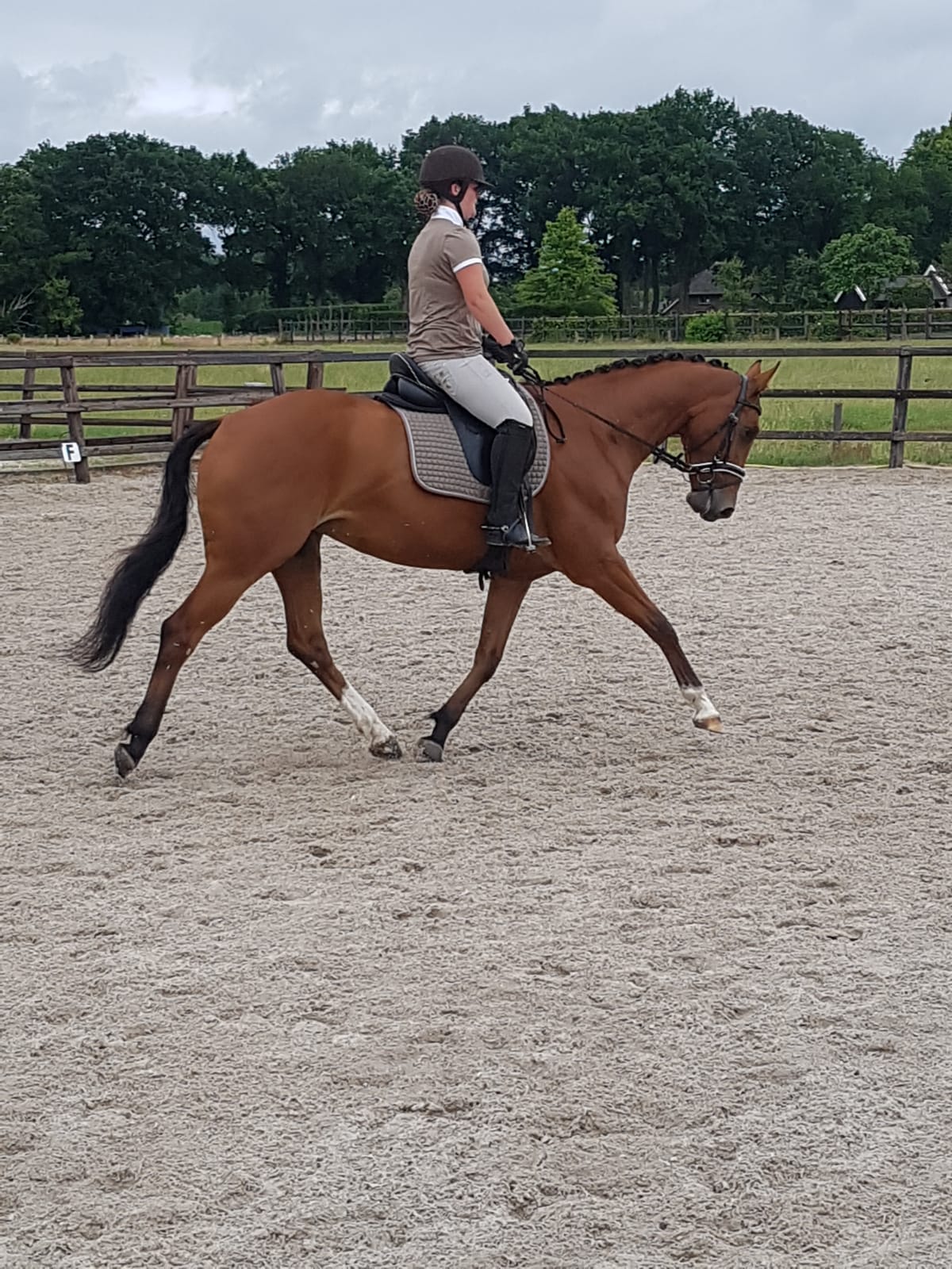 Ruiter Gezocht Voor Jong Dressuur Paard Bokt Nl