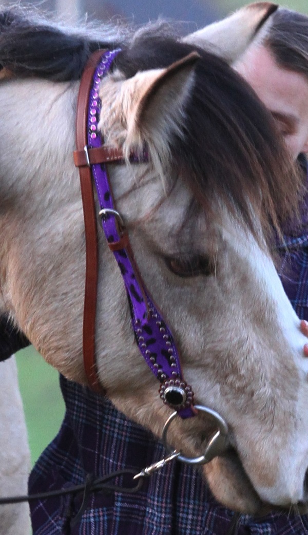 Western Show Hoofdstel + Borstriem | Bokt.nl