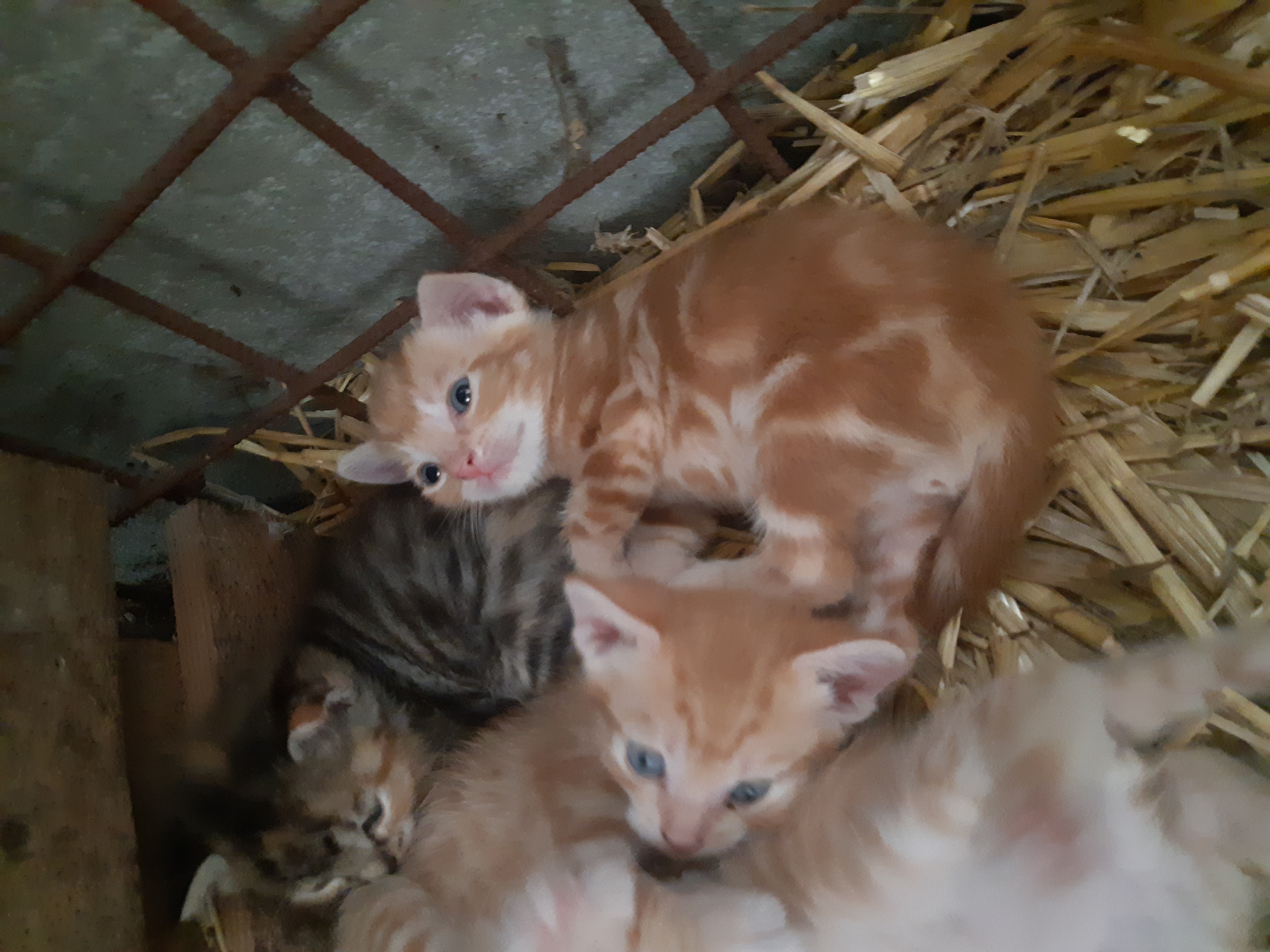risico fout oppervlakkig Rode kittens te koop | Bokt.nl