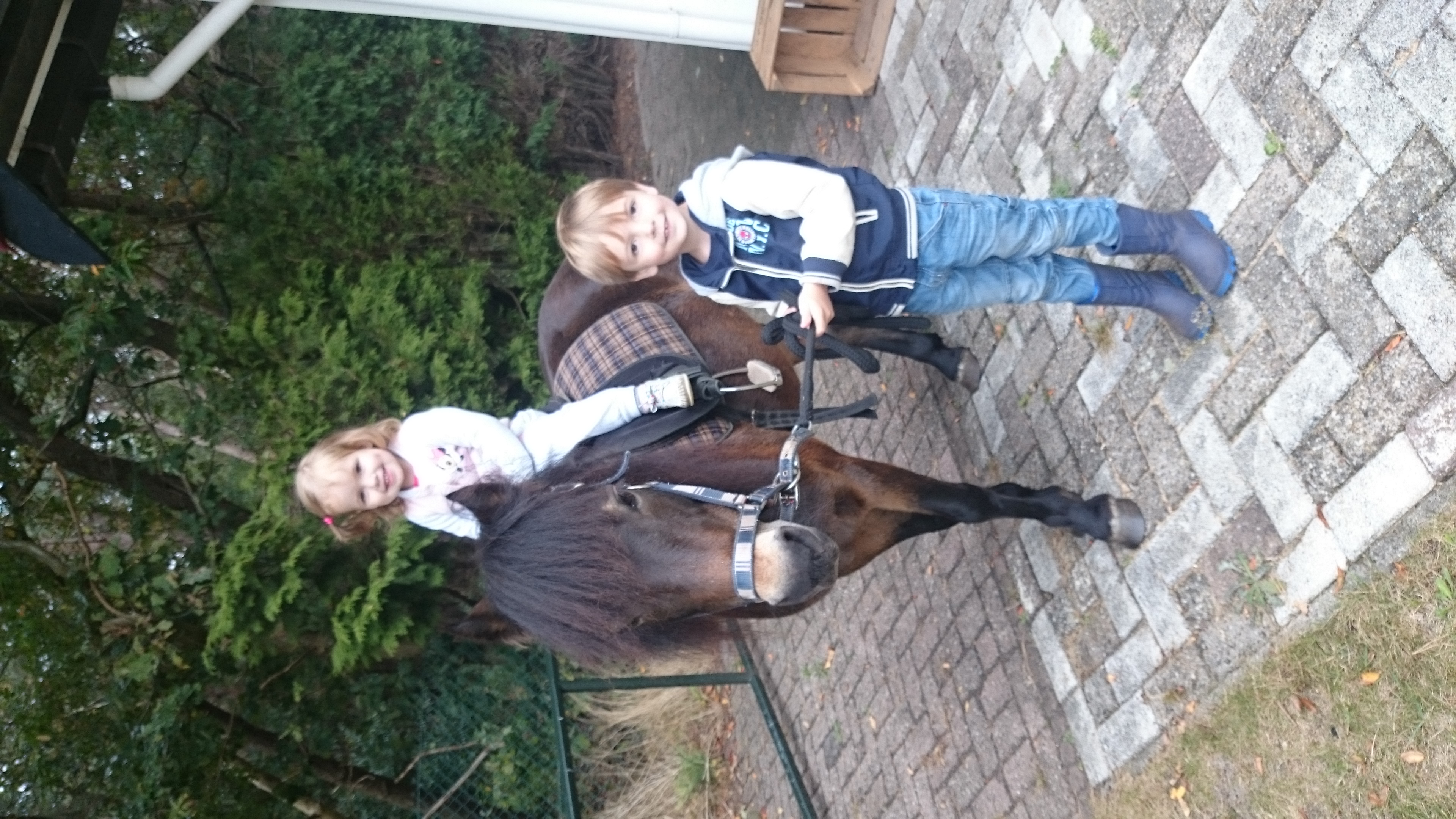 Lieve actieve dartmoor pony Bokt.nl