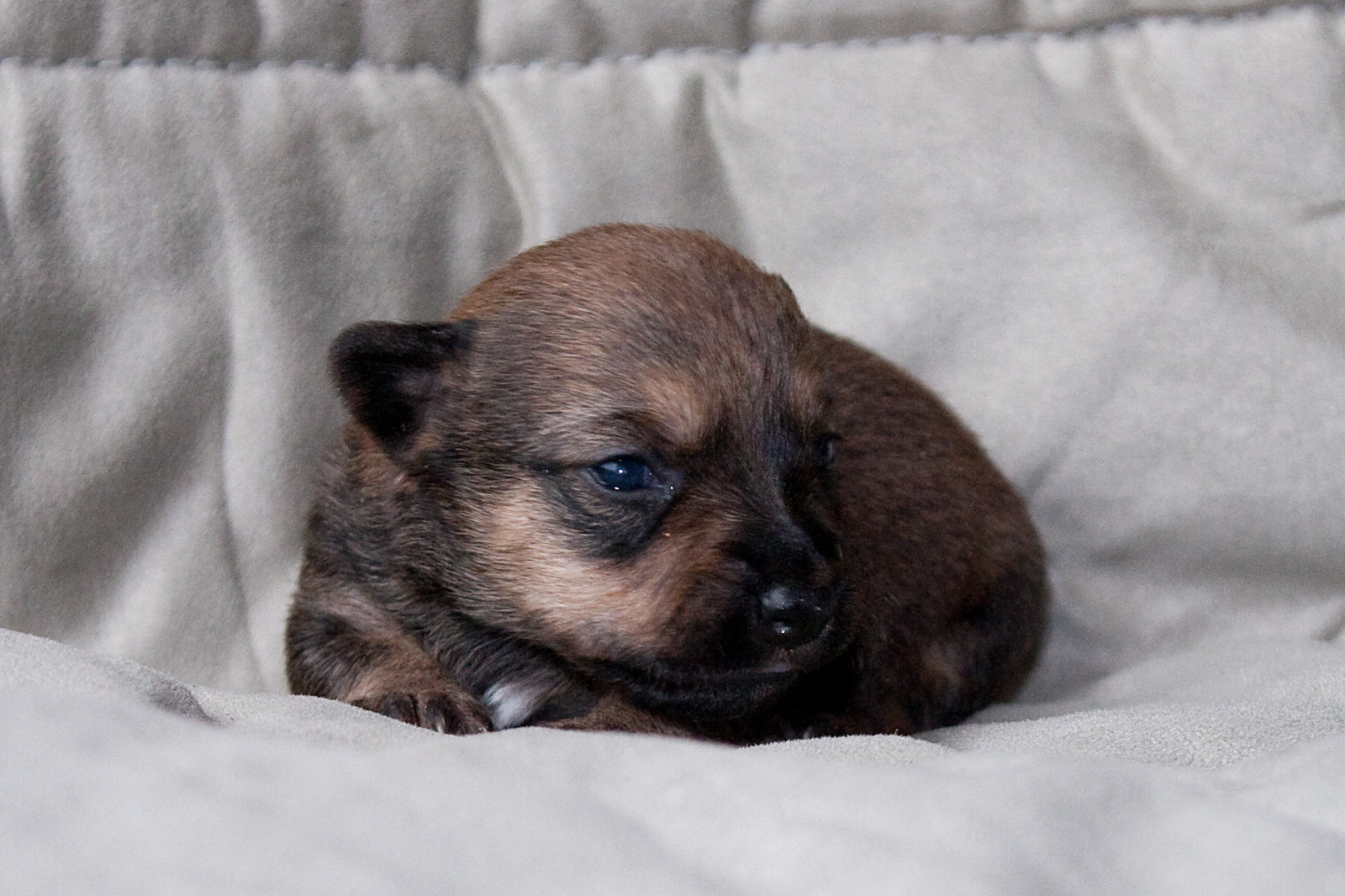 Super leuke pups jack russel x cairn terriër Bokt.nl