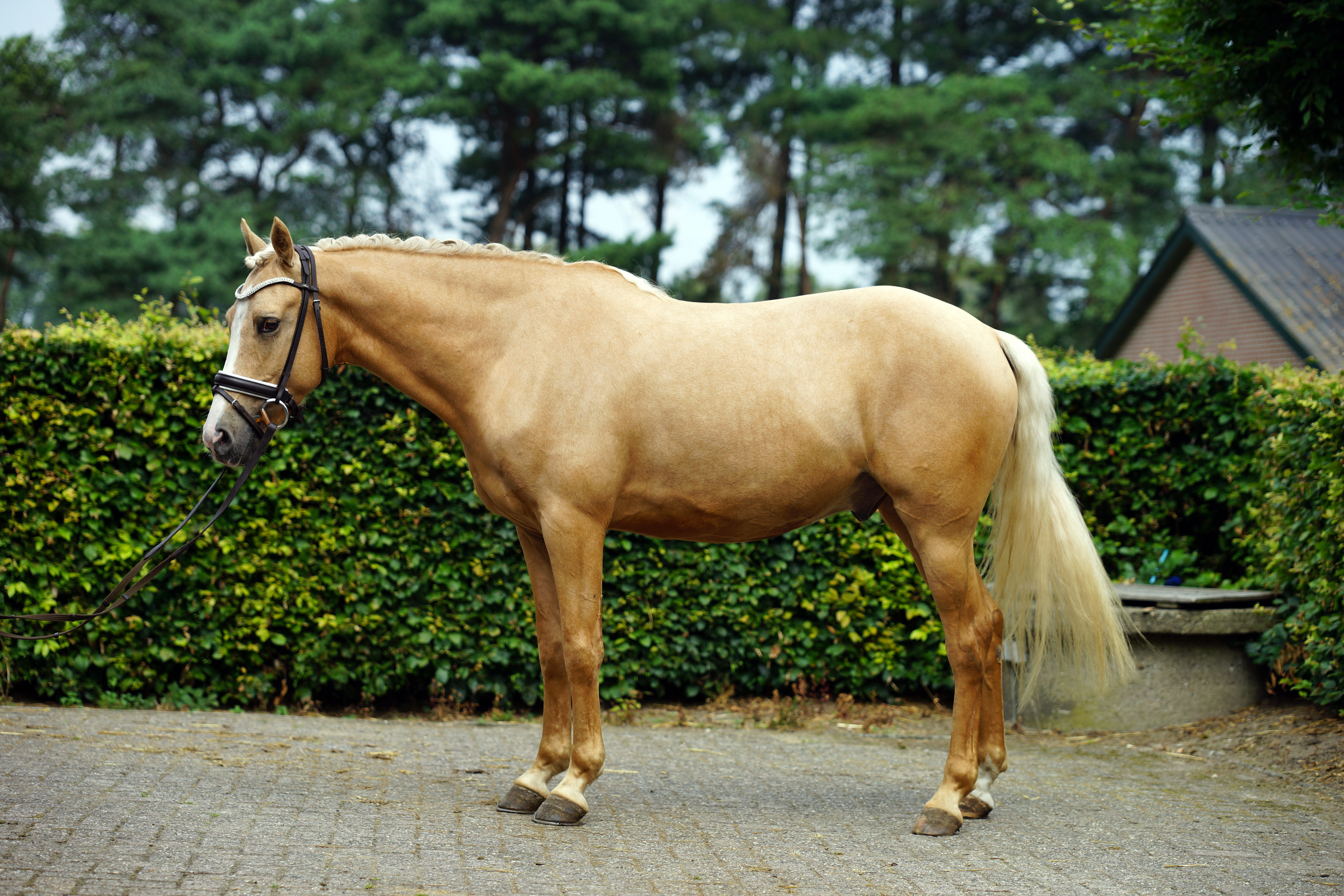 jarige Palomino E pony koop aangeboden | Bokt.nl