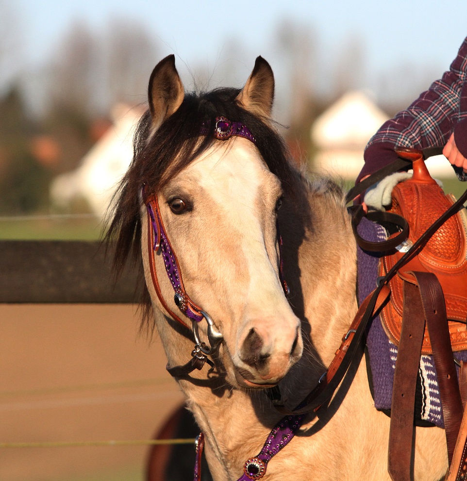 Western Show Hoofdstel + Borstriem | Bokt.nl