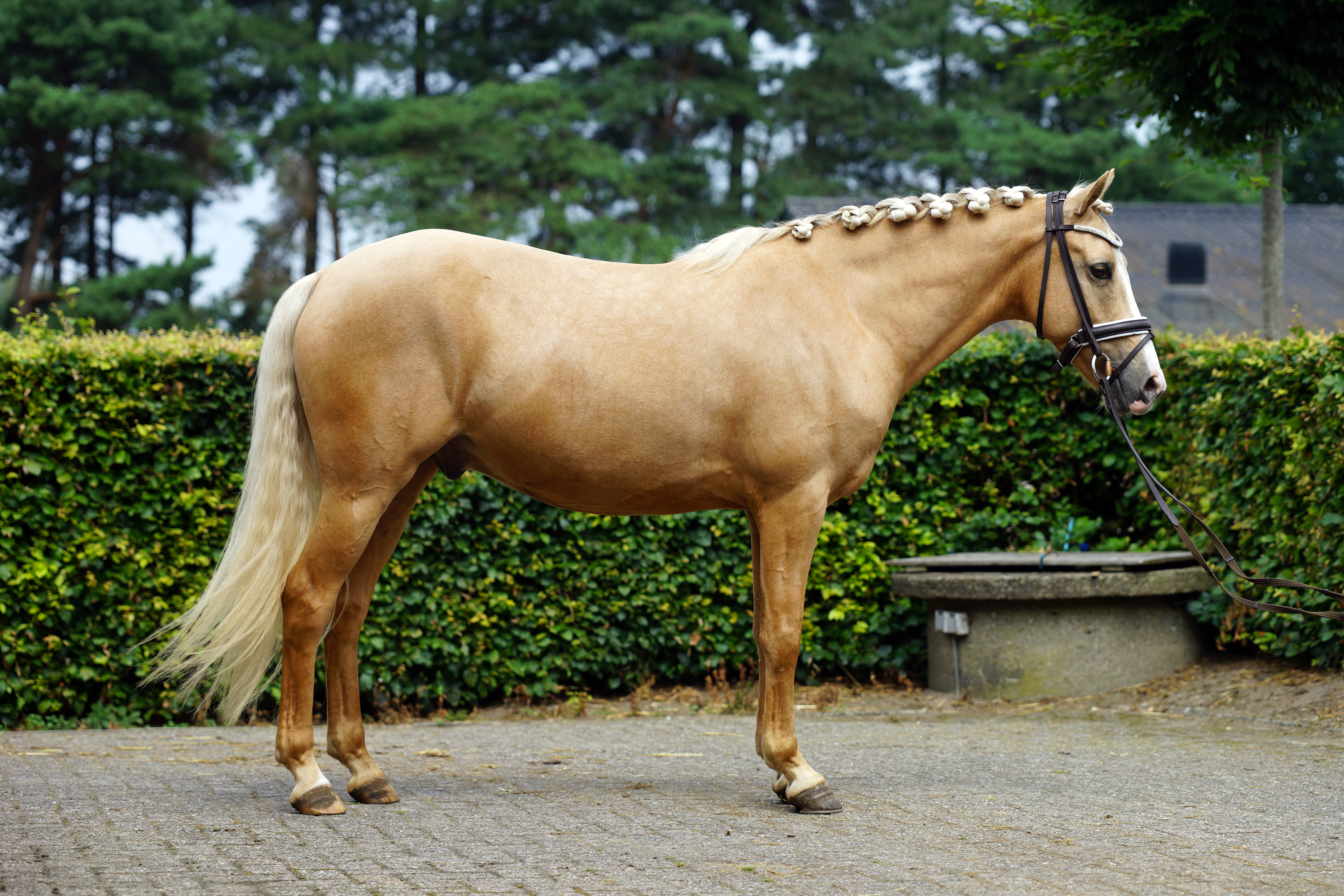 Factureerbaar Grillig veiling 5 jarige Palomino E pony te koop aangeboden | Bokt.nl