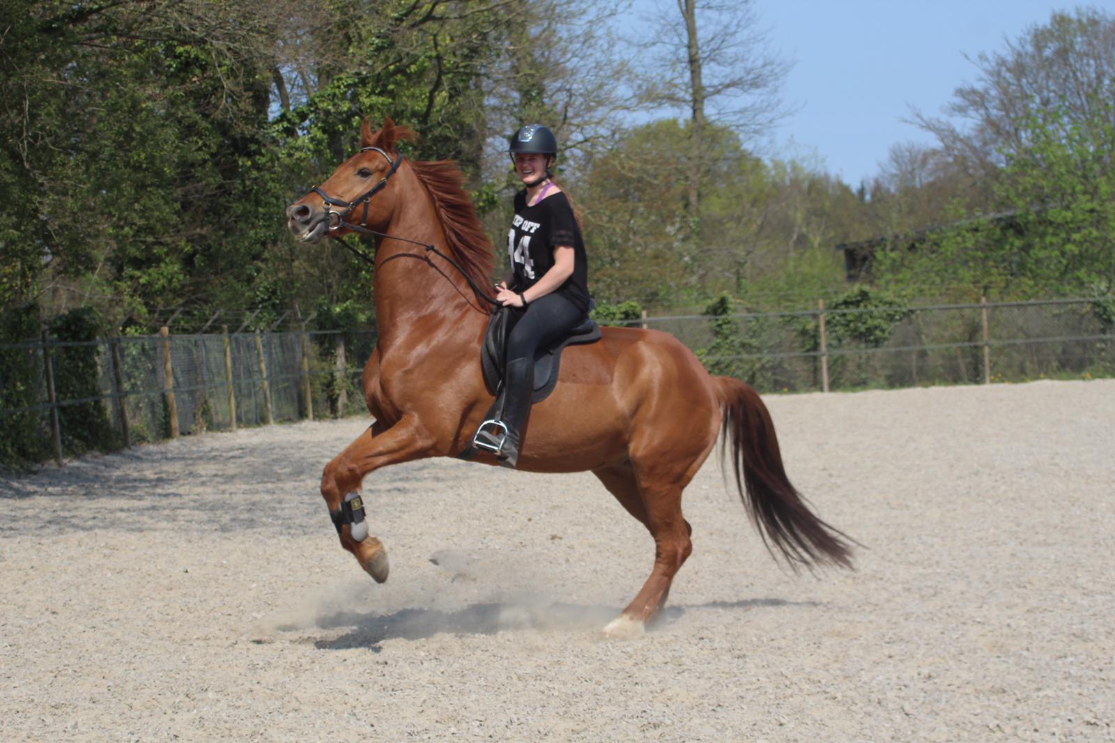 Bijrijd/lease Paard Aangeboden! | Bokt.nl