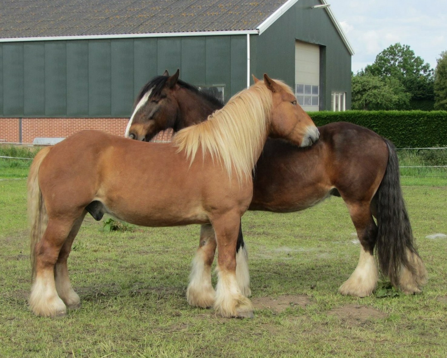 Het beste en liefste paard van stal te koop | Bokt.nl
