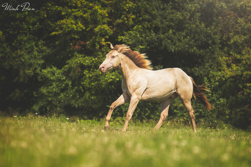 Prachtig lieve Classic Cream Champagne Quarter hengst Bokt.nl