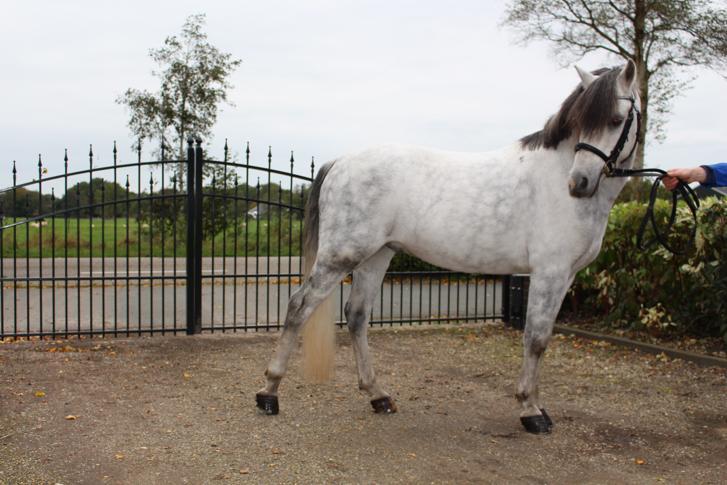 Betuigde Welsh B Pony | Bokt.nl