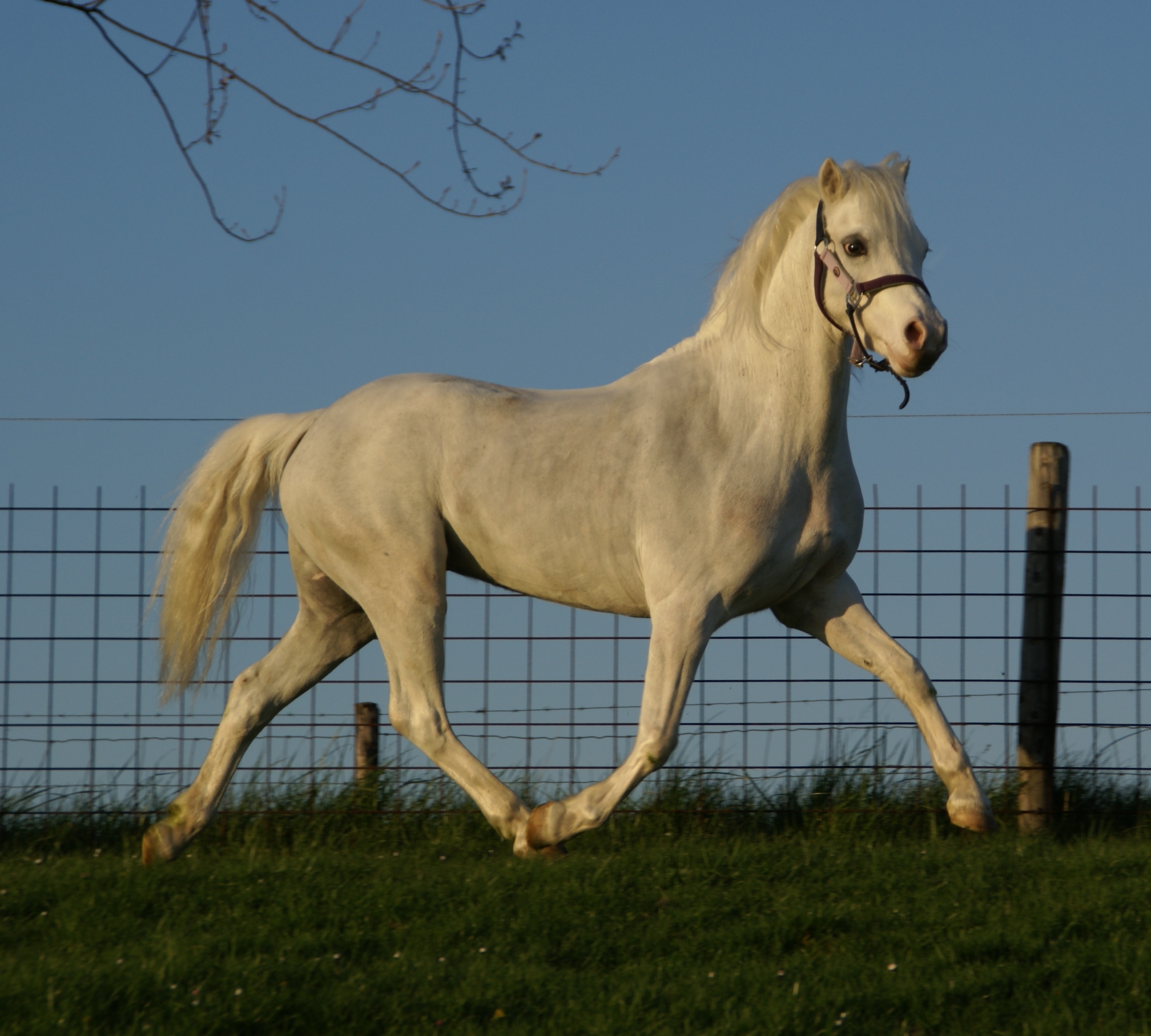 Welsh Pony Kaufen