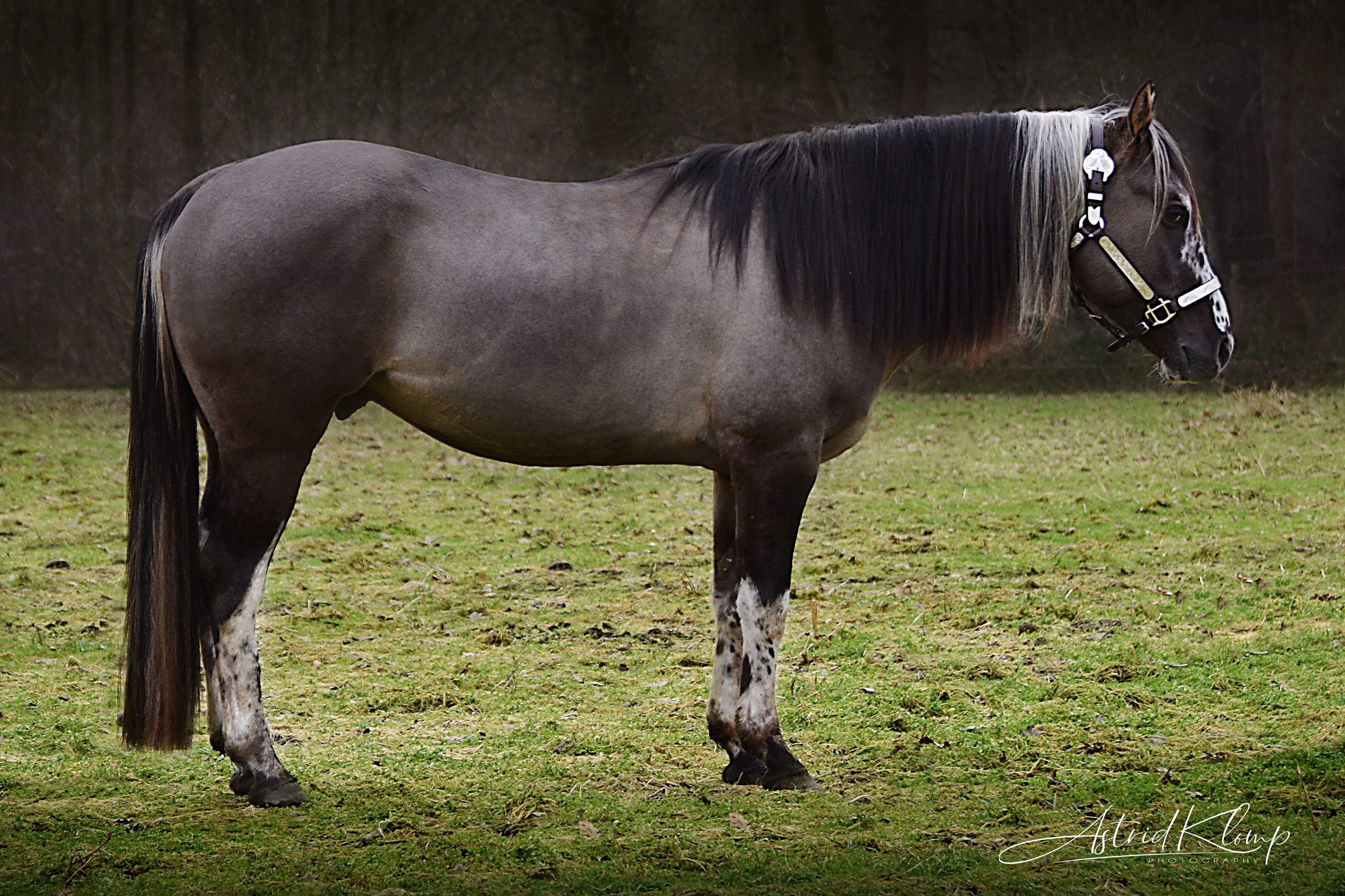 Grullo homozygoot tobiano Paint hengst ter dekking Bokt.nl
