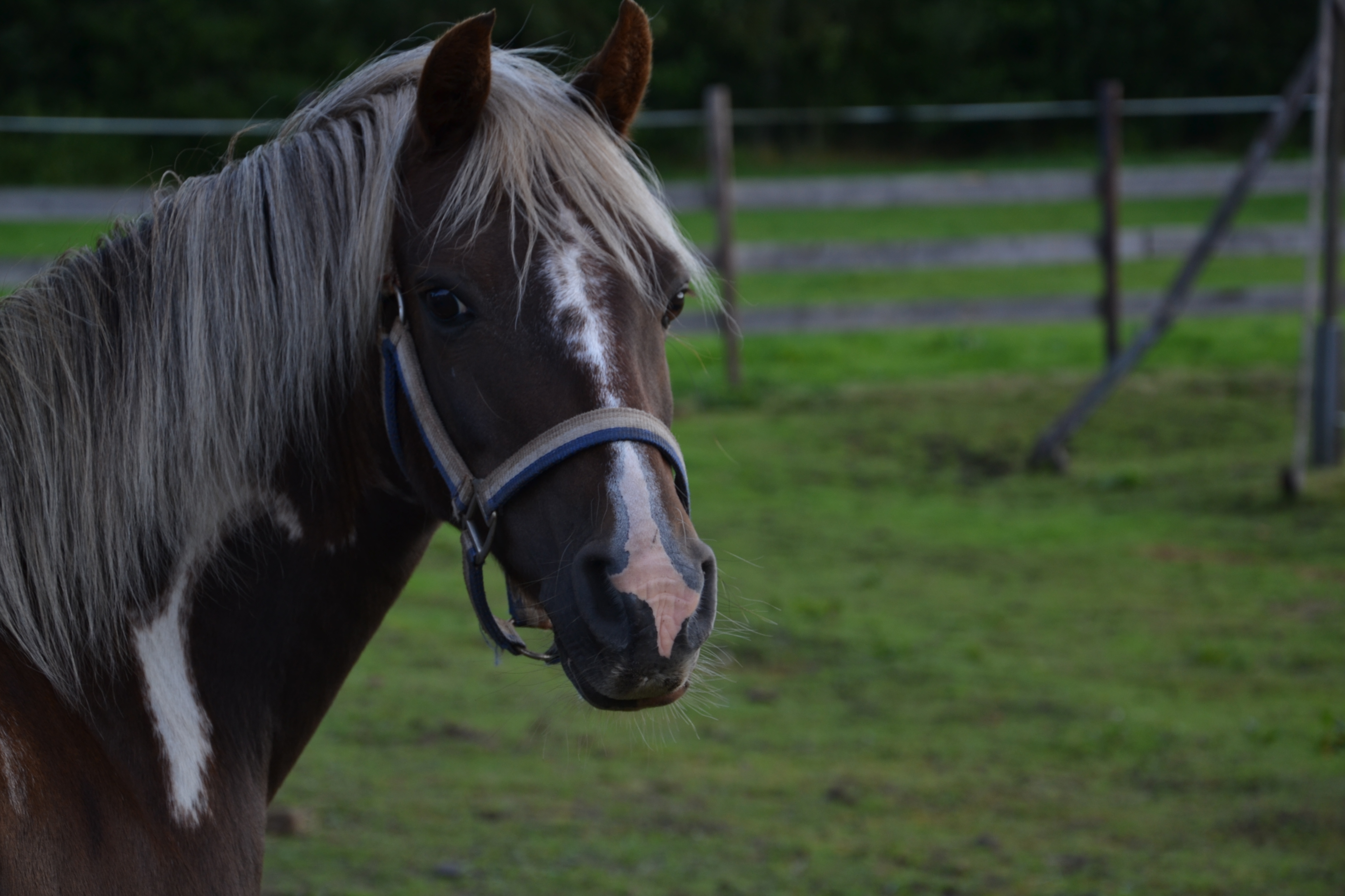 Leuke Welsh B Pony, Dressuur (merrie) | Bokt.nl