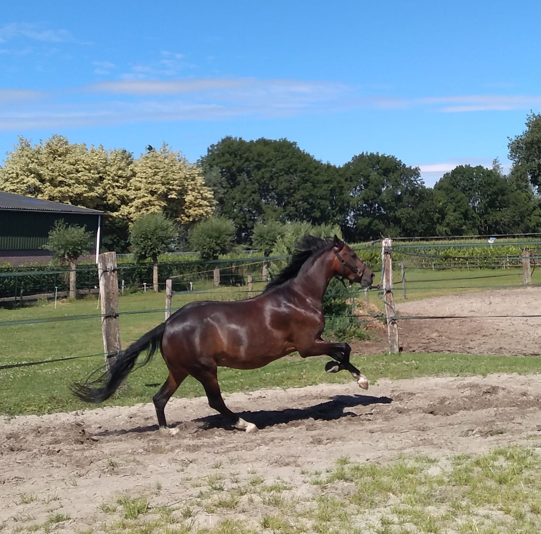 Ruiter Gezocht Voor Knappe C Pony Bokt Nl