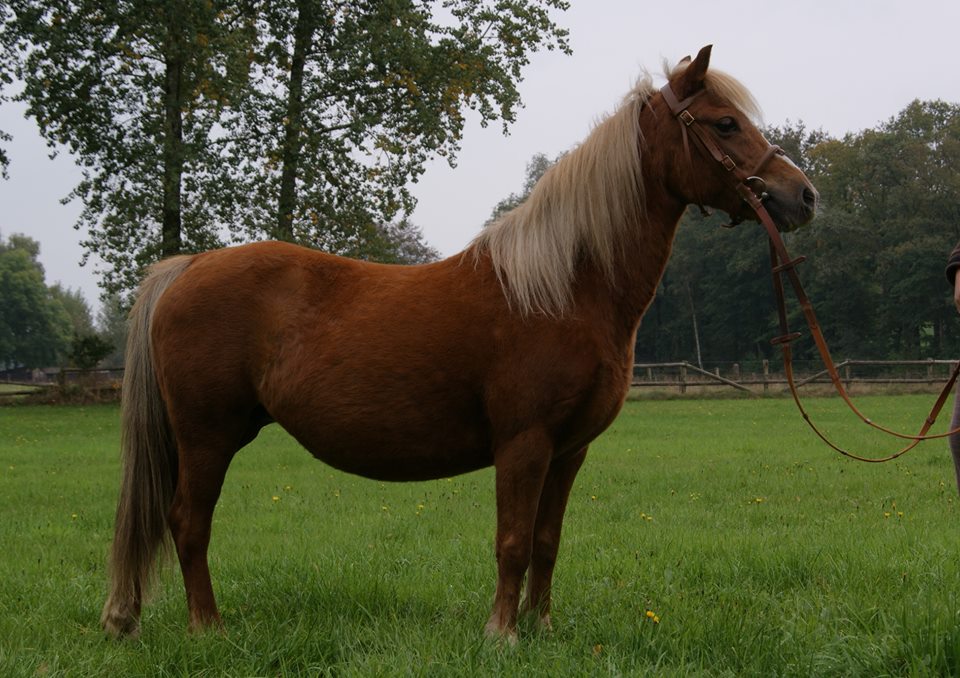 Welsh B Pony Merrie 9 Jaar Zweetvos | Bokt.nl