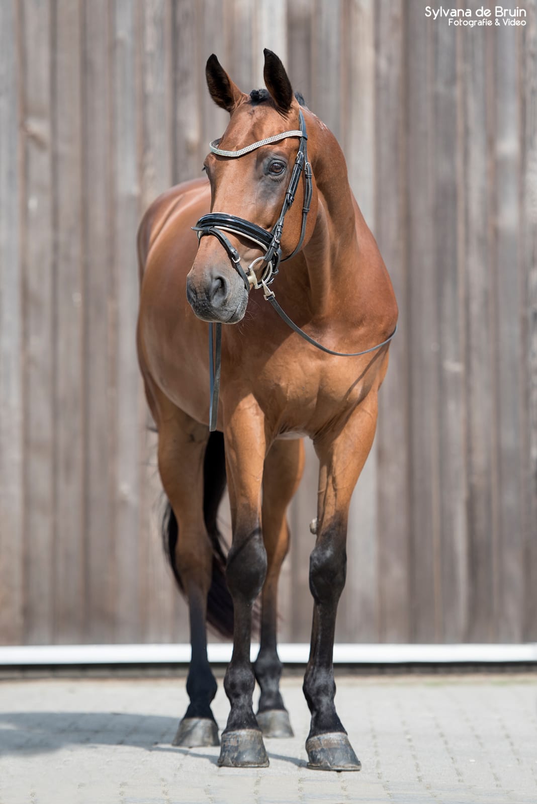 Braaf dressuur/allround paard | Bokt.nl