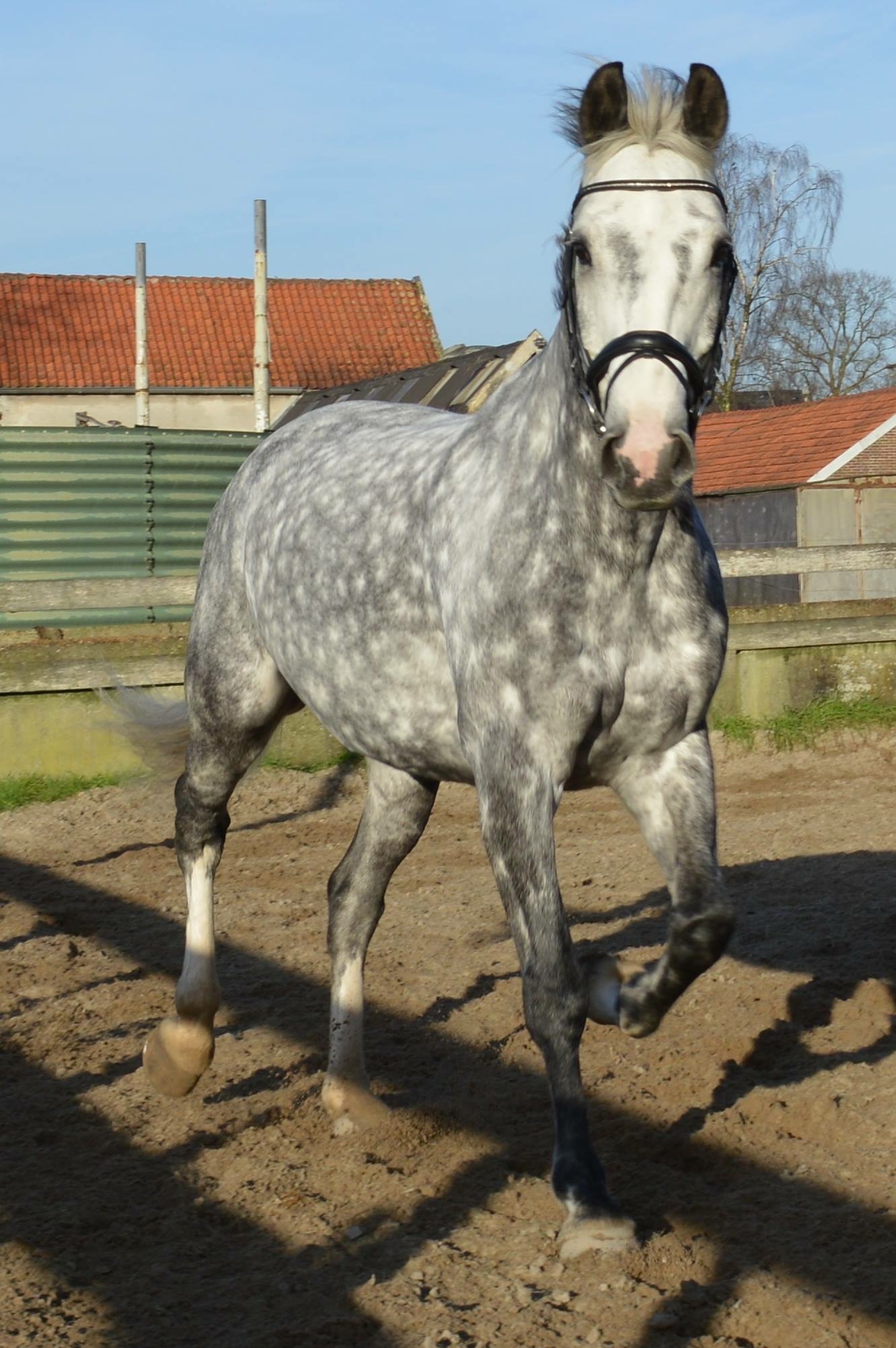 Druipend factor Onbelangrijk Braaf bomproof paard te koop | Bokt.nl