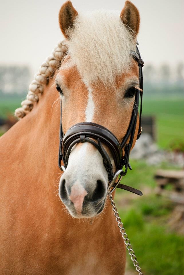 Wegens overgang naar paard. Super knappe haflinger merrie | Bokt.nl